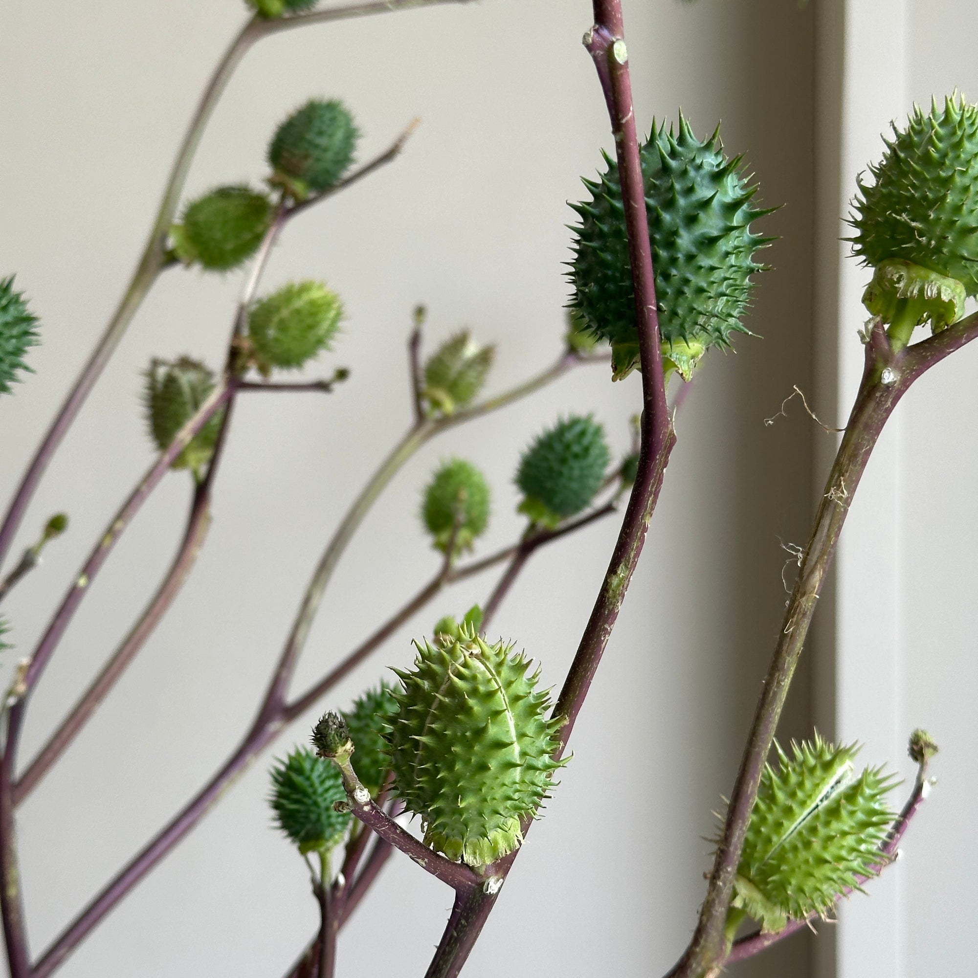 Datura Branches (Thornapples) (3 stems)