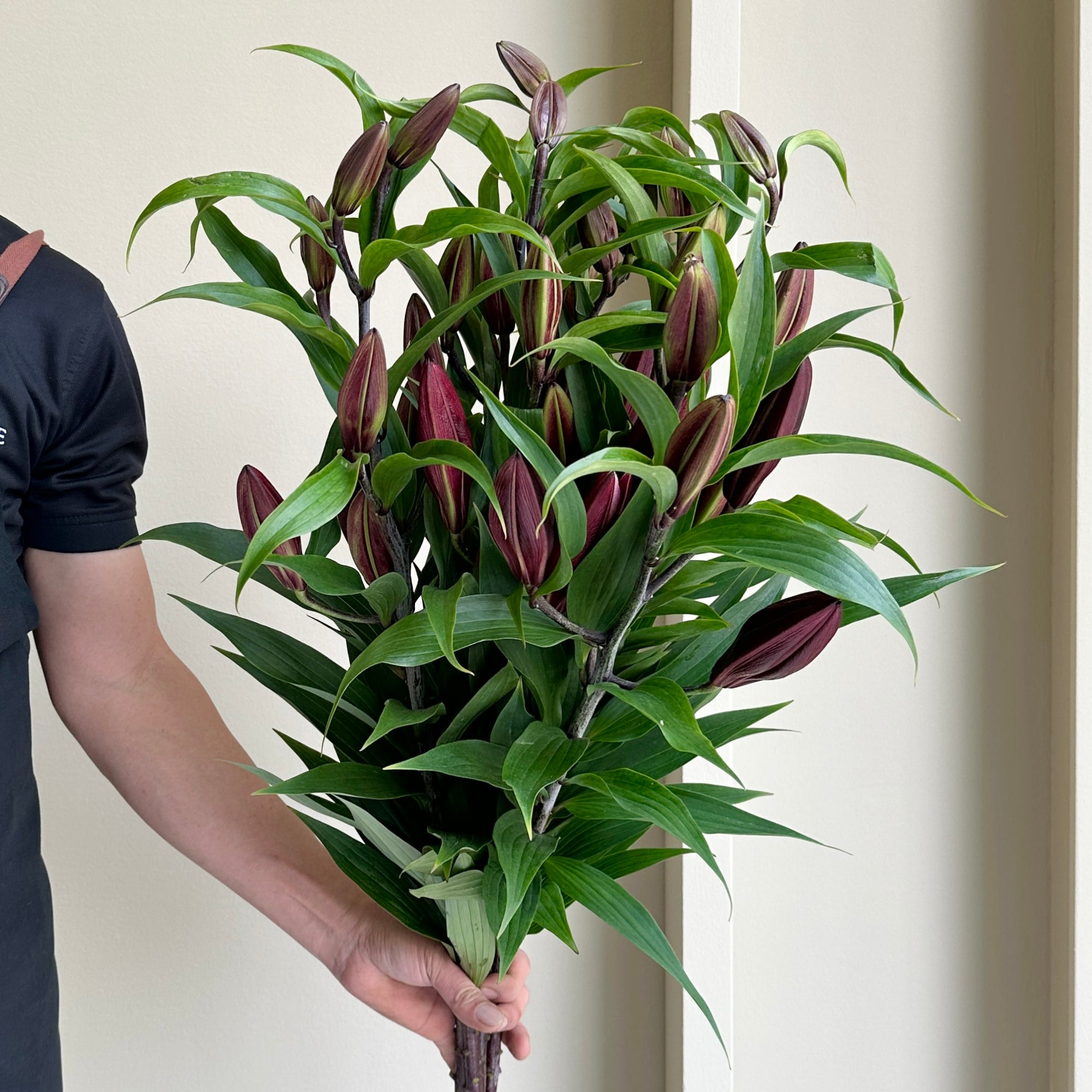 Lilies Oriental - Petrolia Rood
