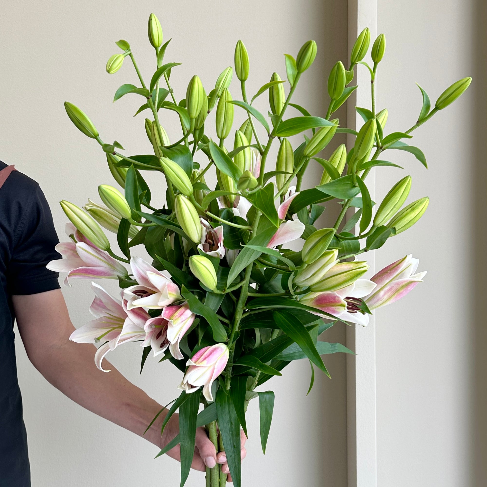 Lilies Oritental - Megnum Pink