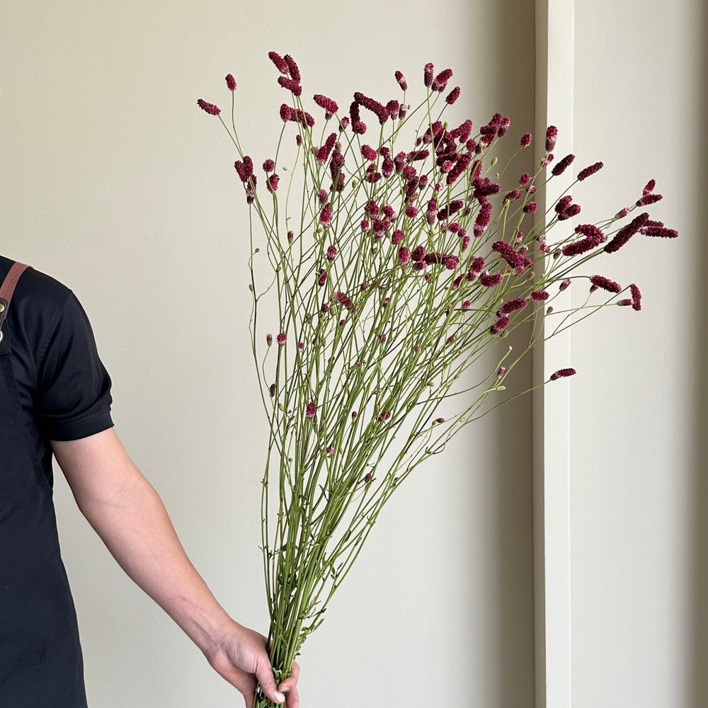 Sanguisorba of Fall Dream