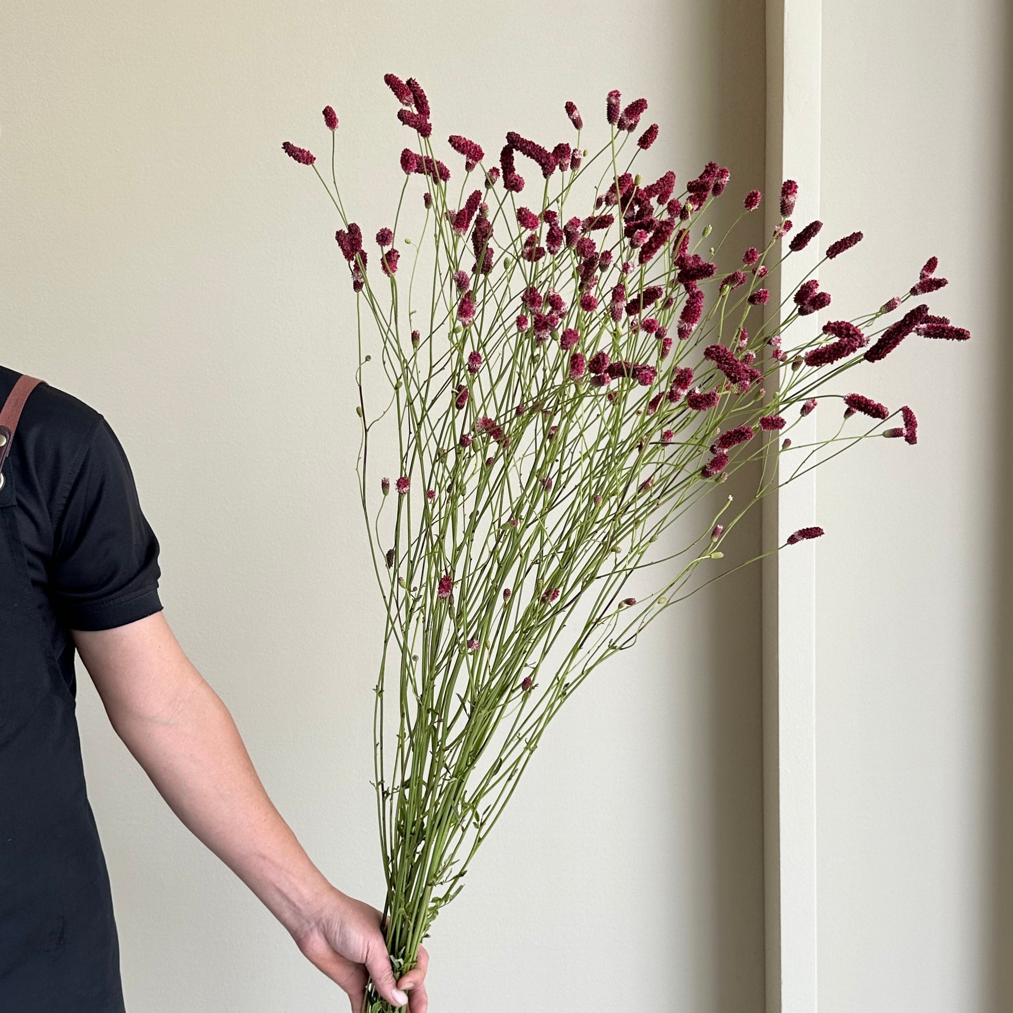 Sanguisorba of Fall Dream