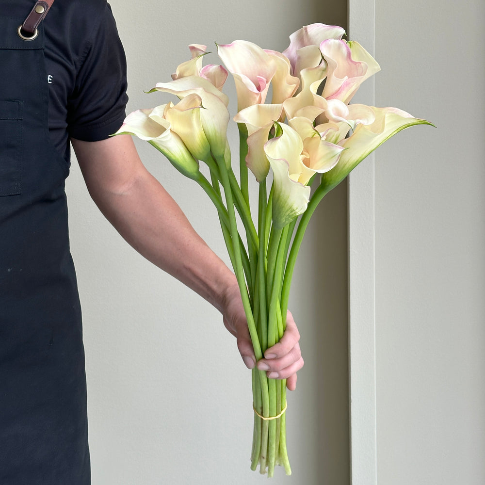 Calla Lilies - Captain Rosette
