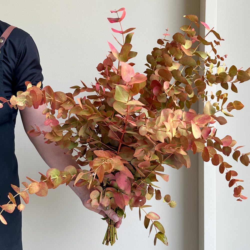 Eucalyptus Cinerea - Dyed Monet
