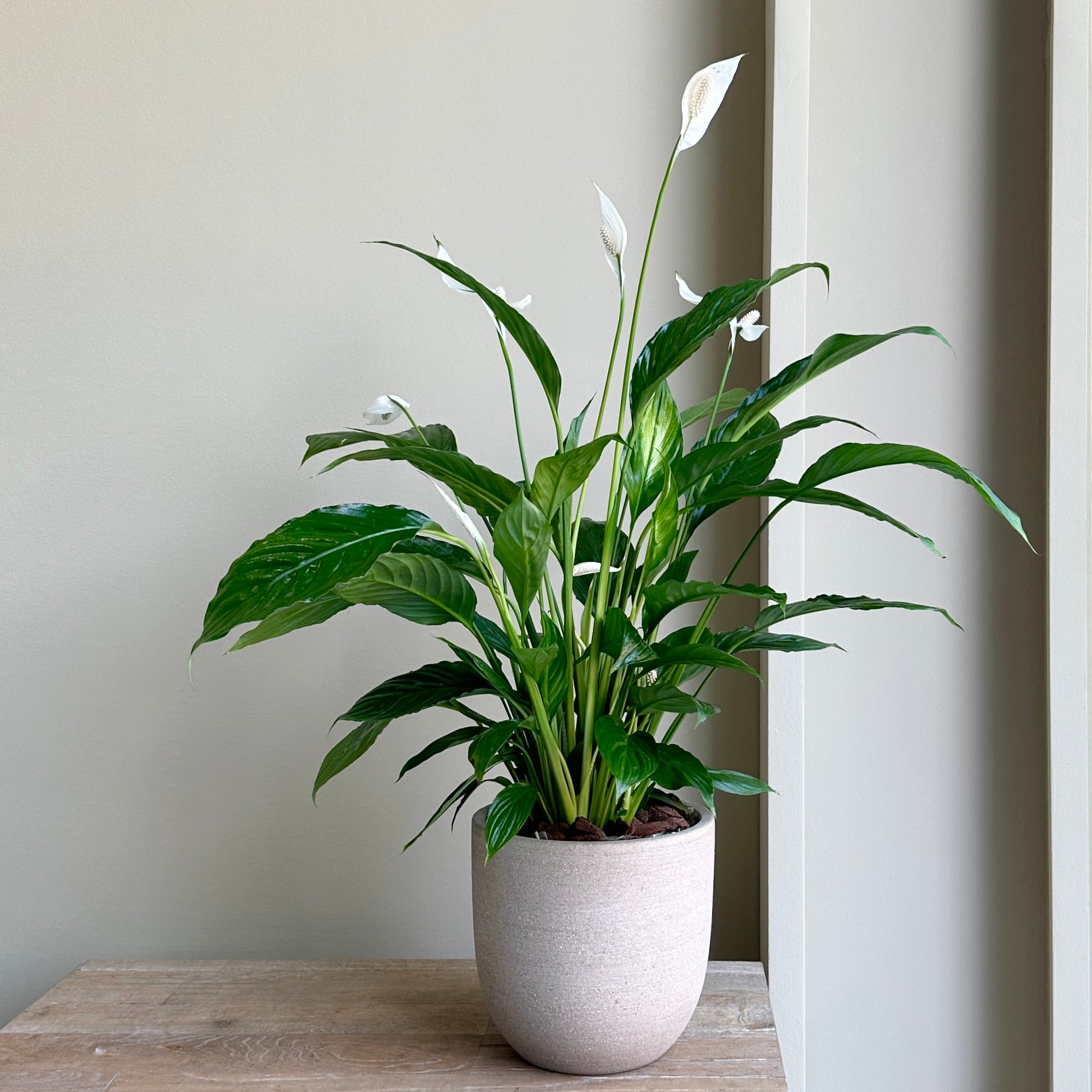 Calla Lily Plant (Zantedeschia)