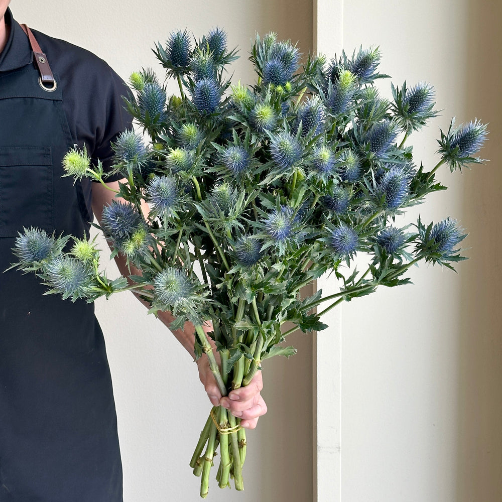 Eryngiums Supernova XL