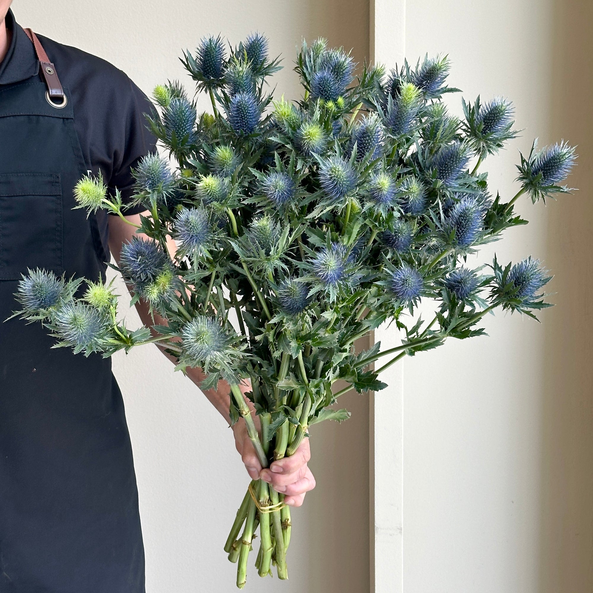Eryngiums Supernova XL