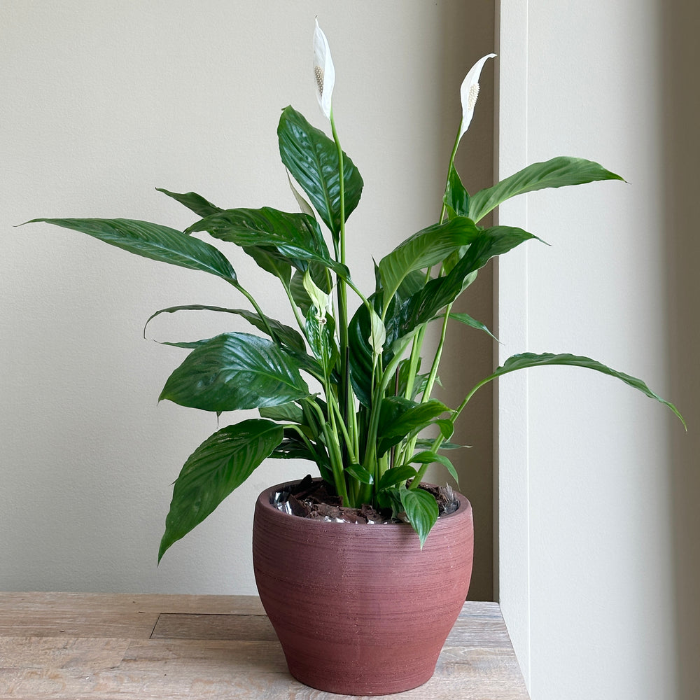Peace Lily Plant (Zantedeschia) (Brown Pot)