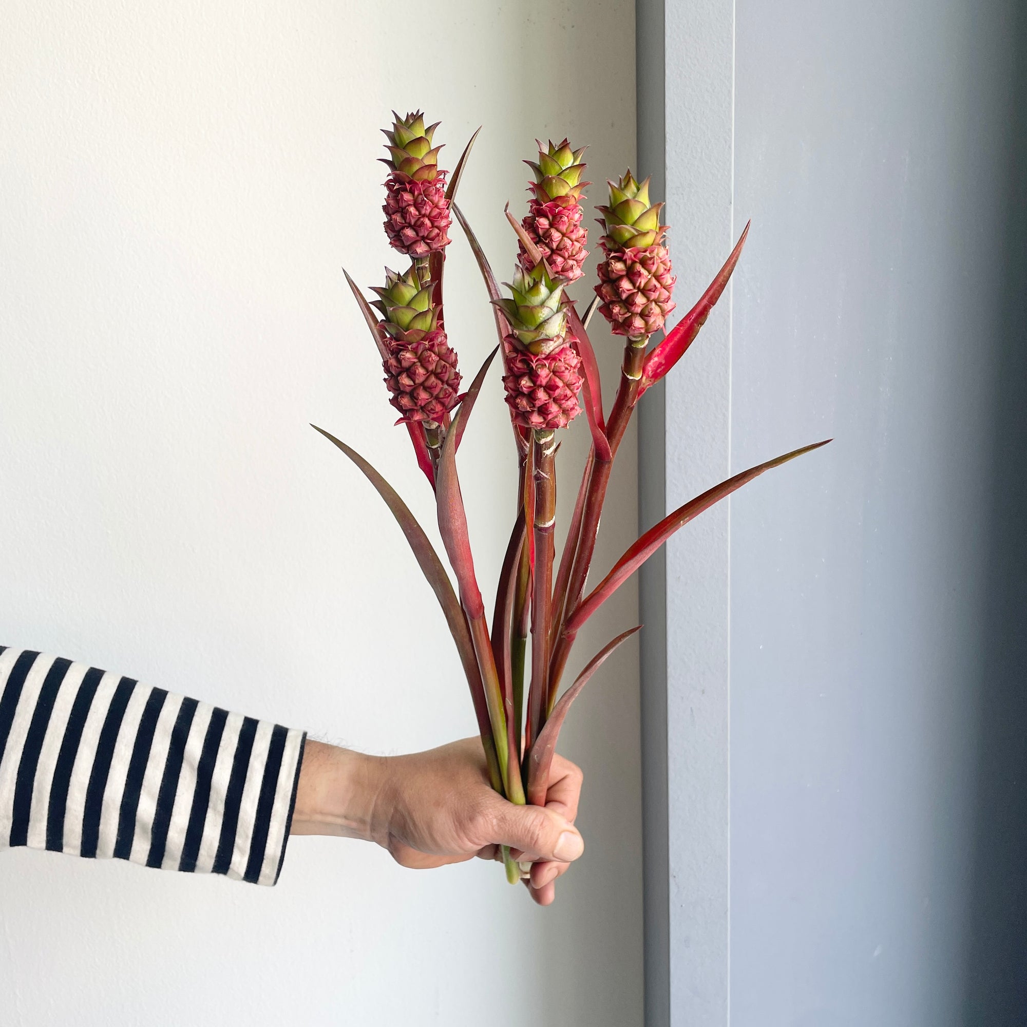 Mini Pineapples (Pineapple Lucidus)