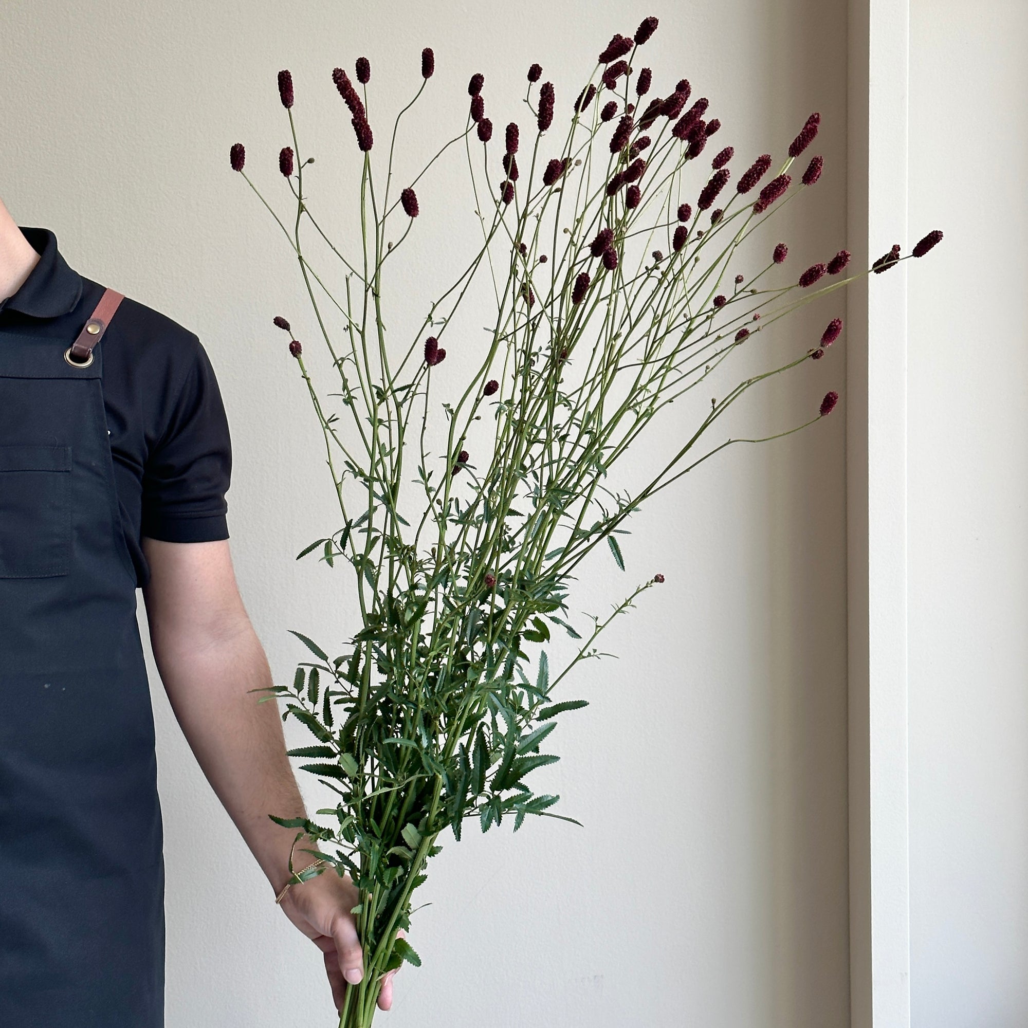 Sanguisorba - Royal Star