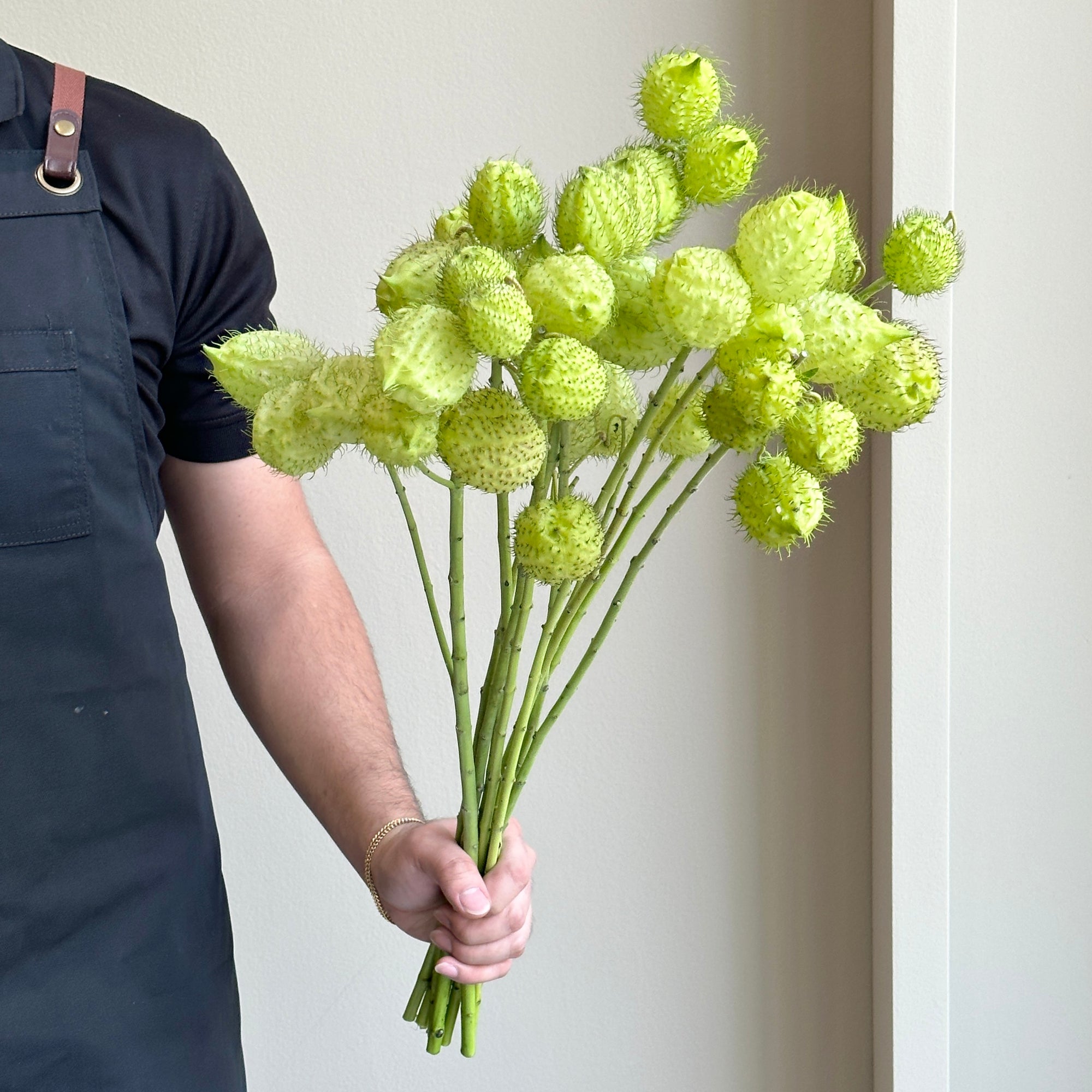 Asclepia Moby Dick Green