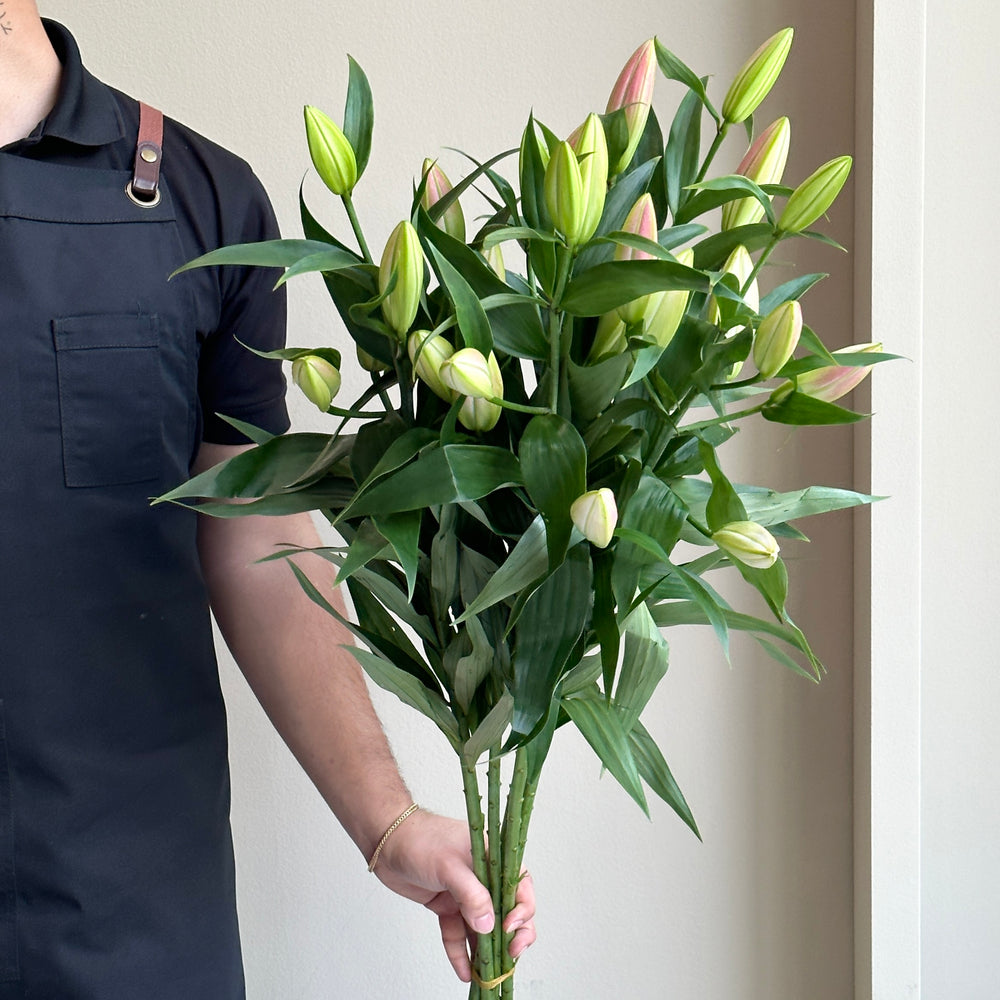 Lilies Orientpet - Master Rose Pink