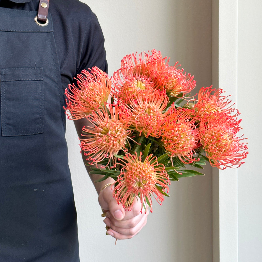 Leucospermum - Succession Red (Short Stem)