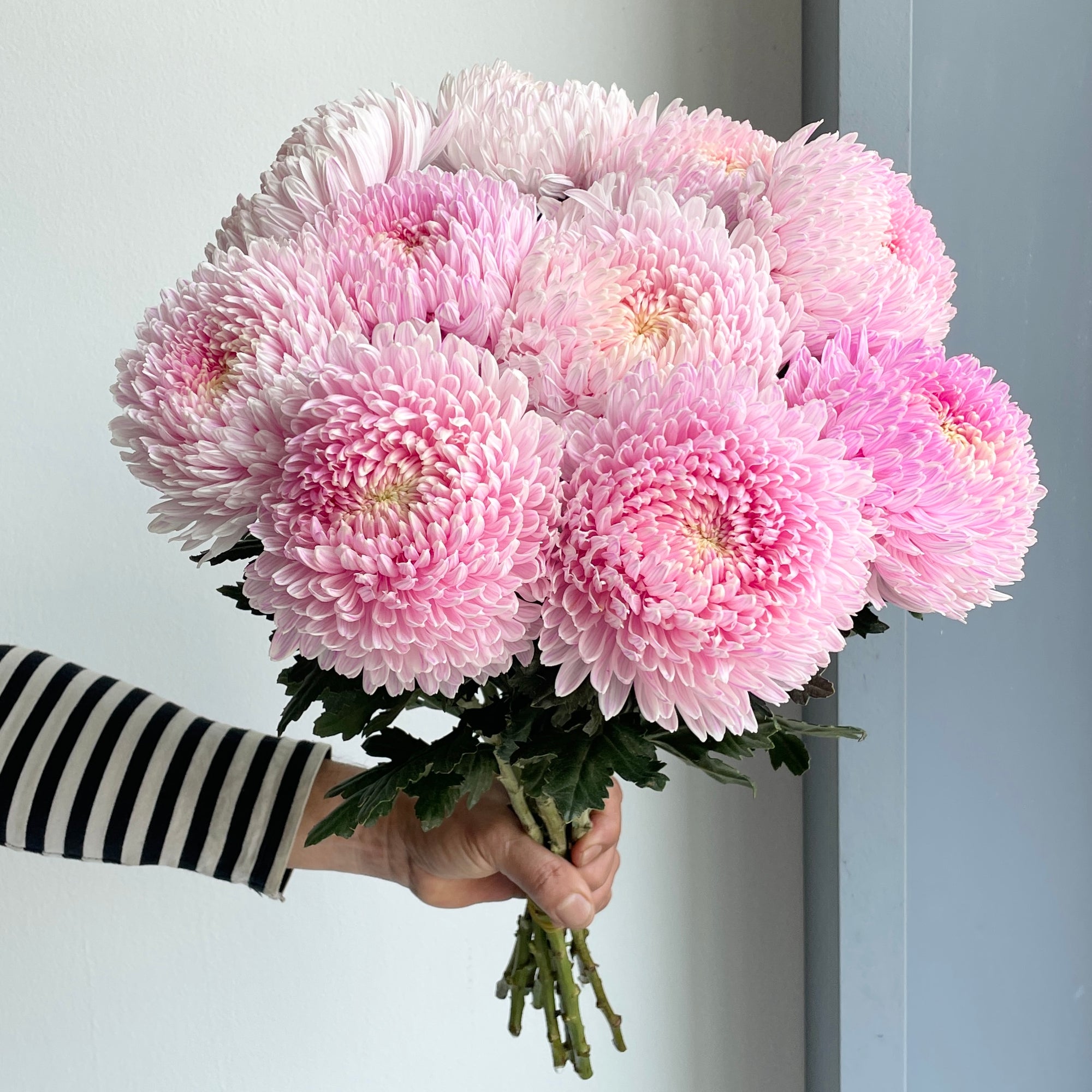 Chrysanthemum Peony - Pale Pink (10 Stem)