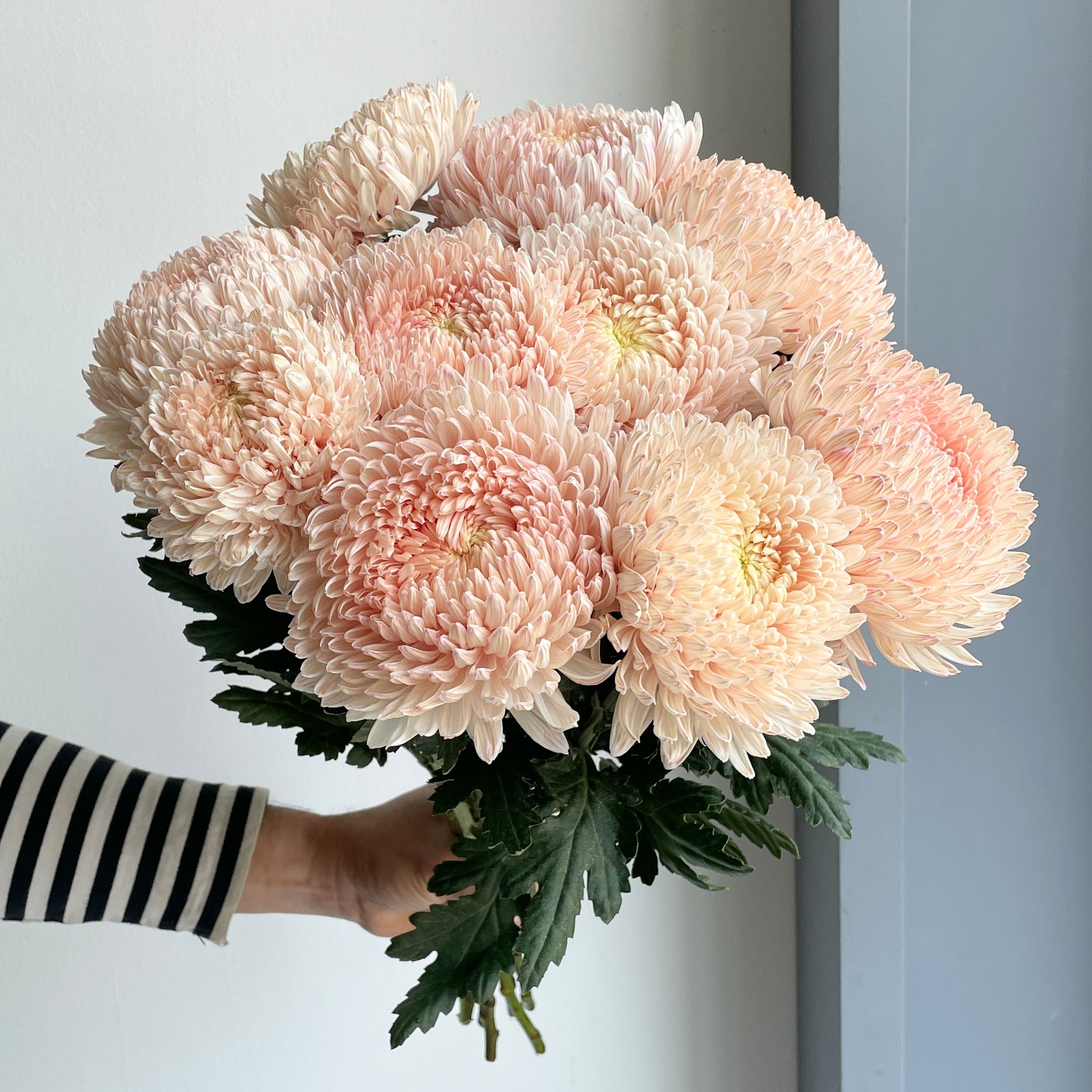 Chrysanthemum - Pasture Light Pink