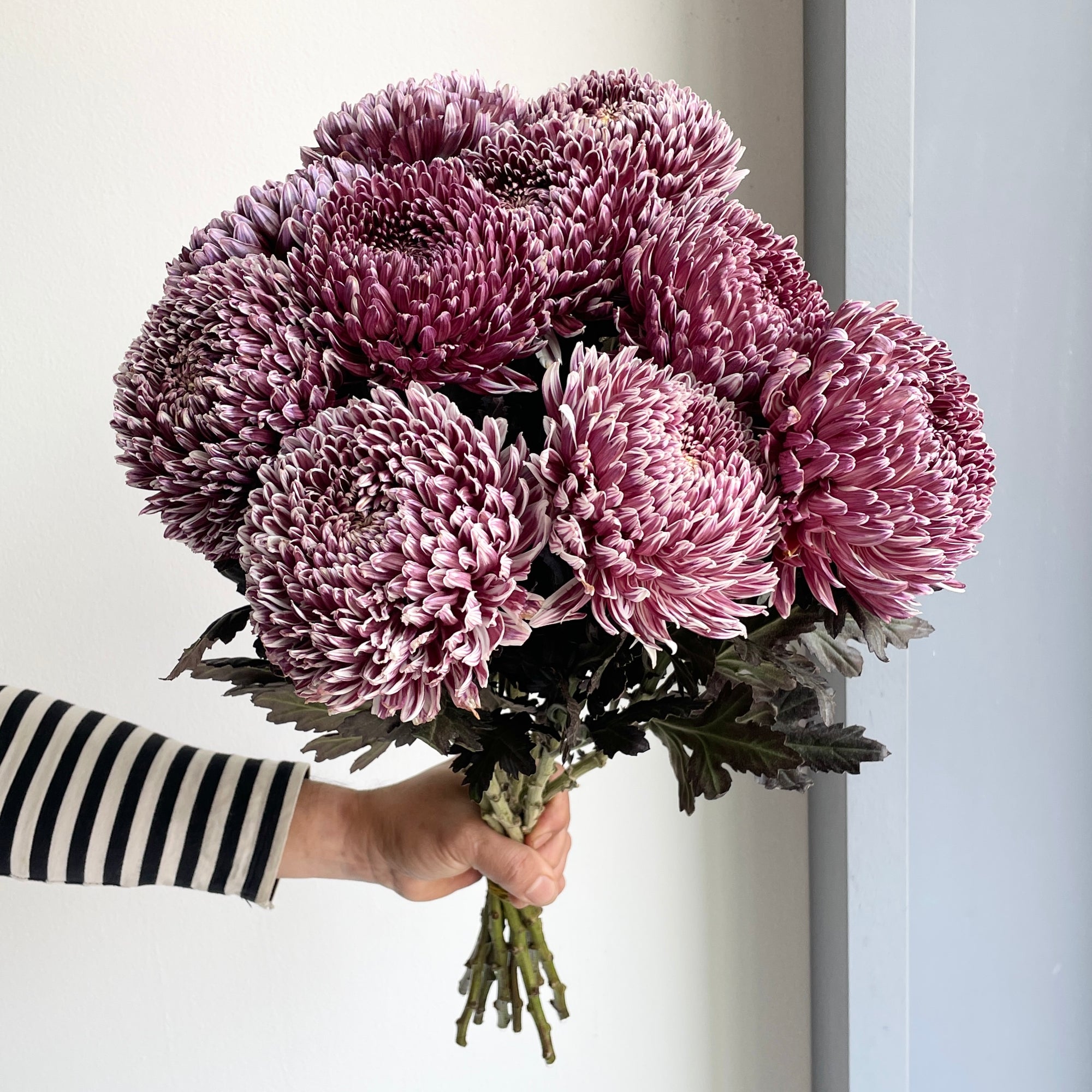 Chrysanthemum Peony - Maroon (10 Stem)