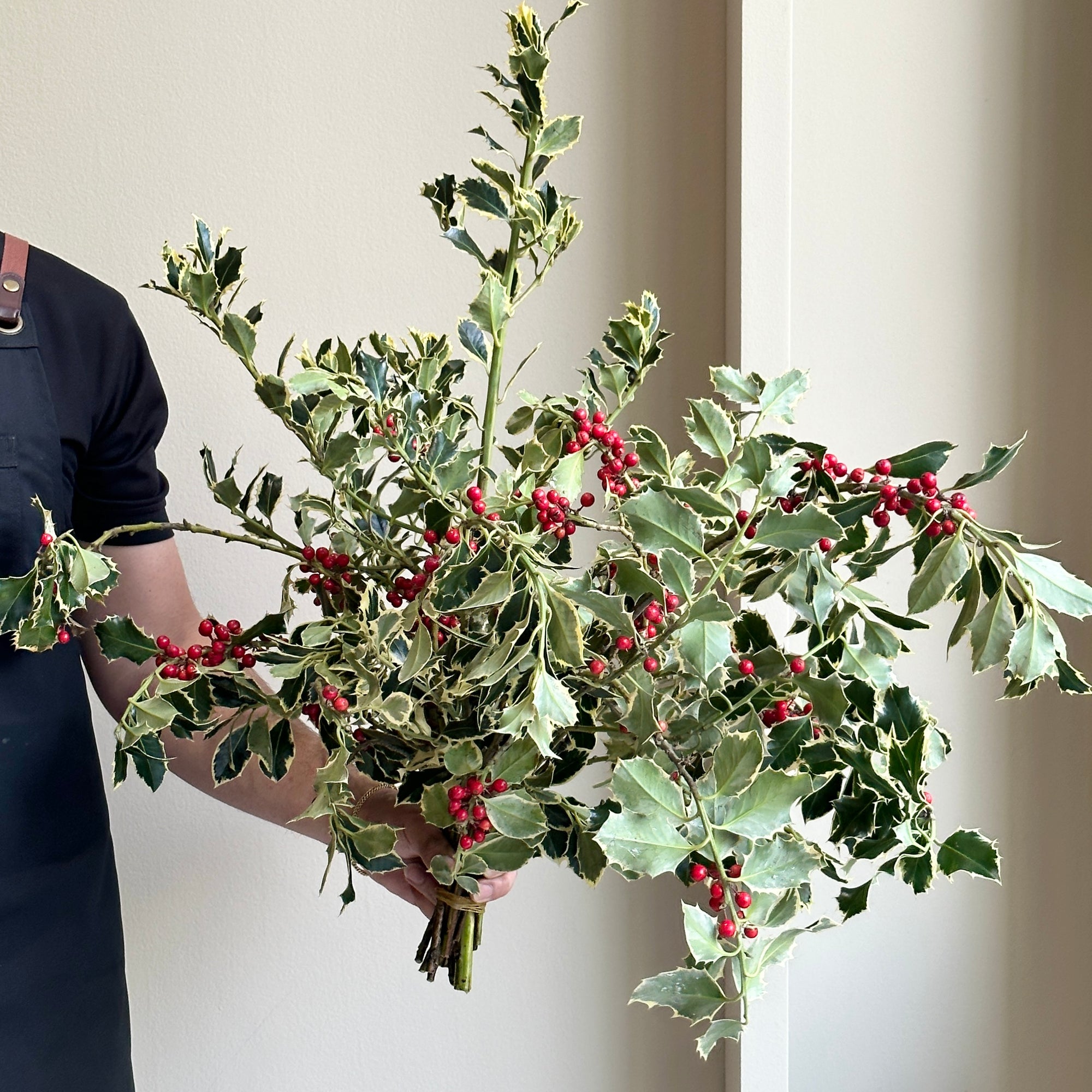 Holly Branches Variegated