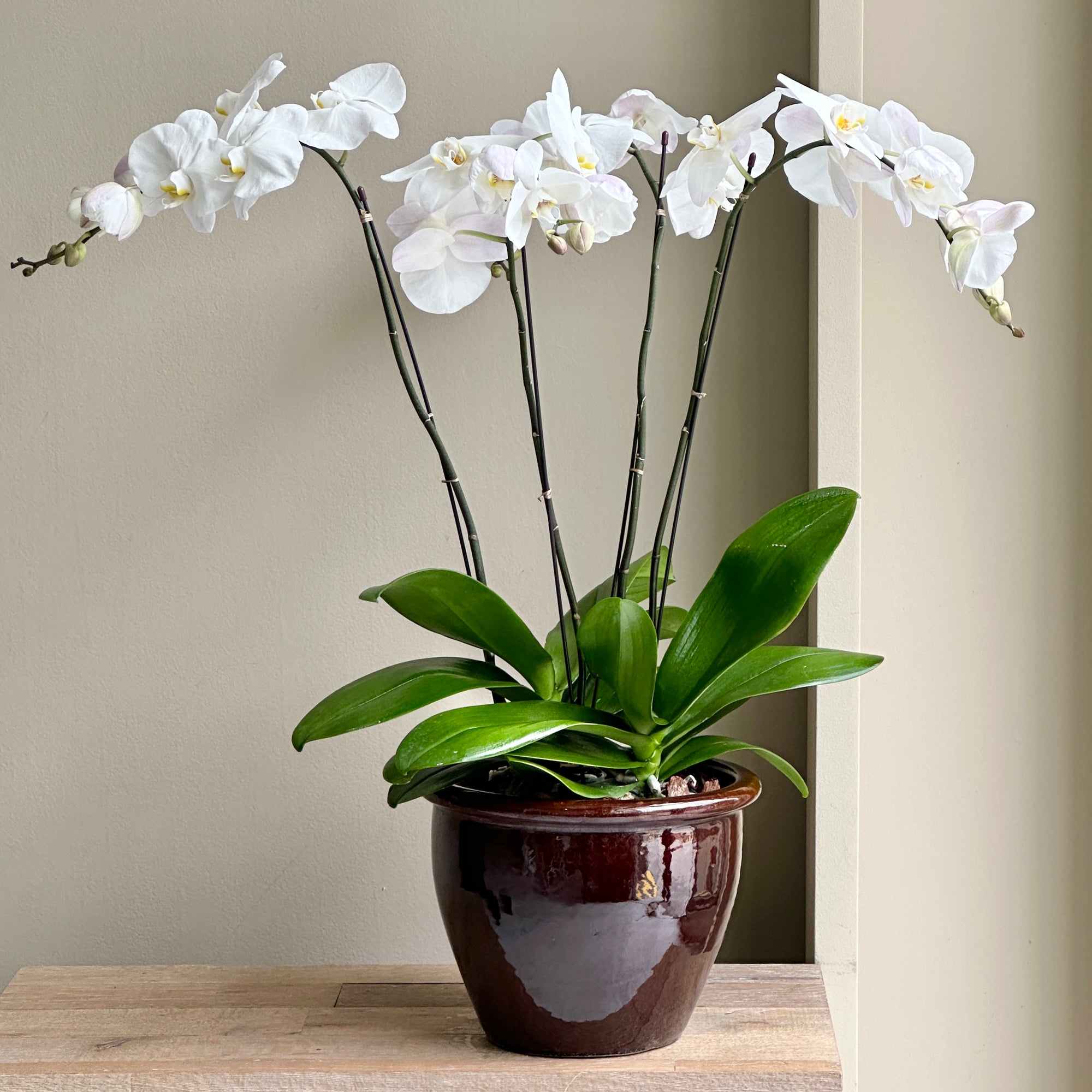 Phalaenopsis Plant Double - White (Brown Pot)