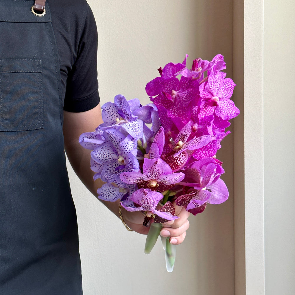 Vanda Orchids - Magenta Mix