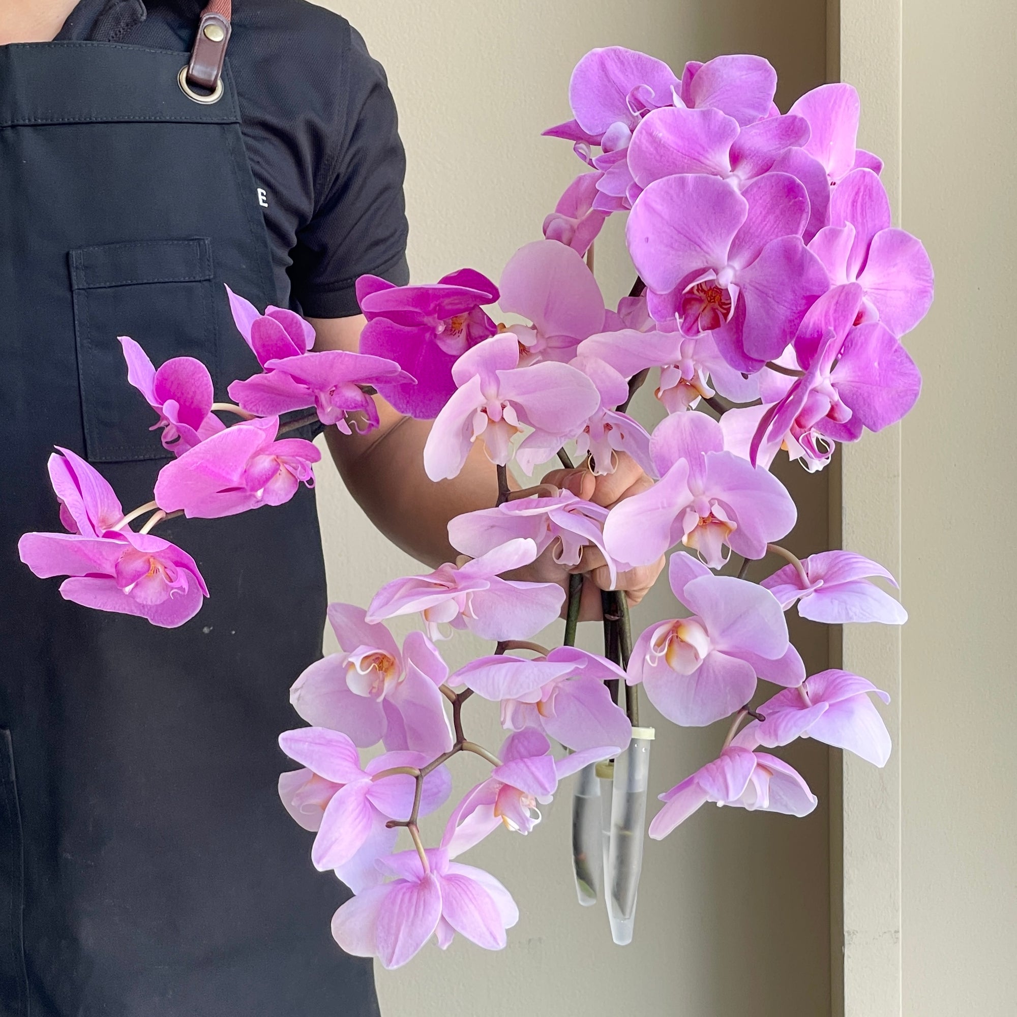 Phalaenopsis Orchid - Purple Novelty Mix (4 Stems)