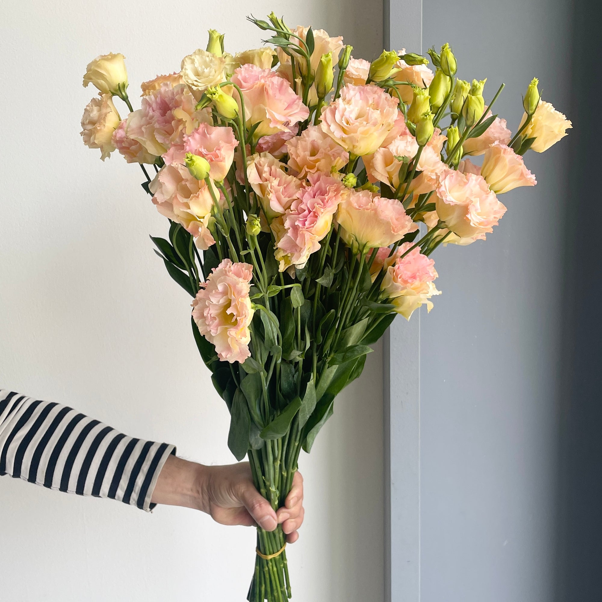 Lisianthus Double - Peach