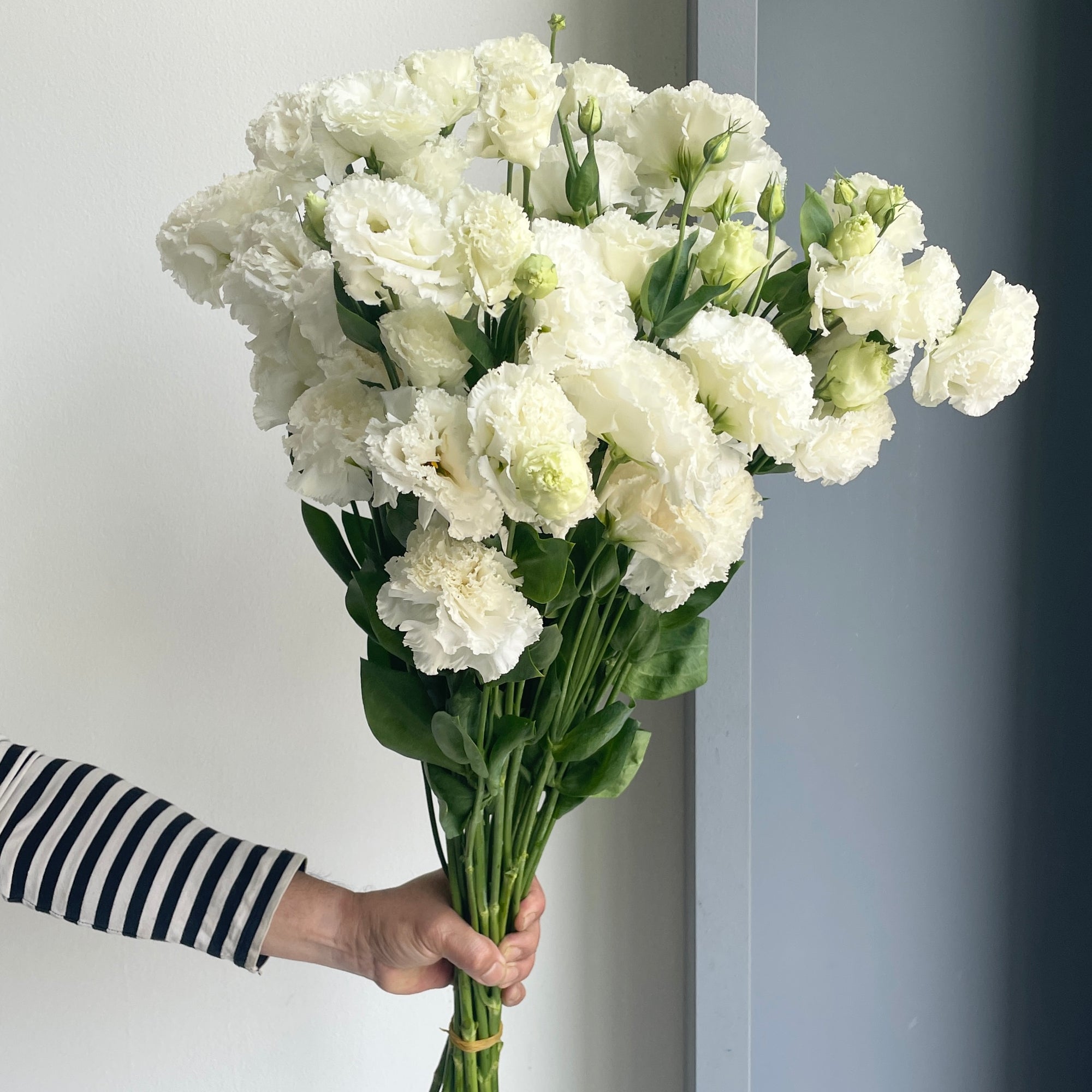 Lisianthus Double - White