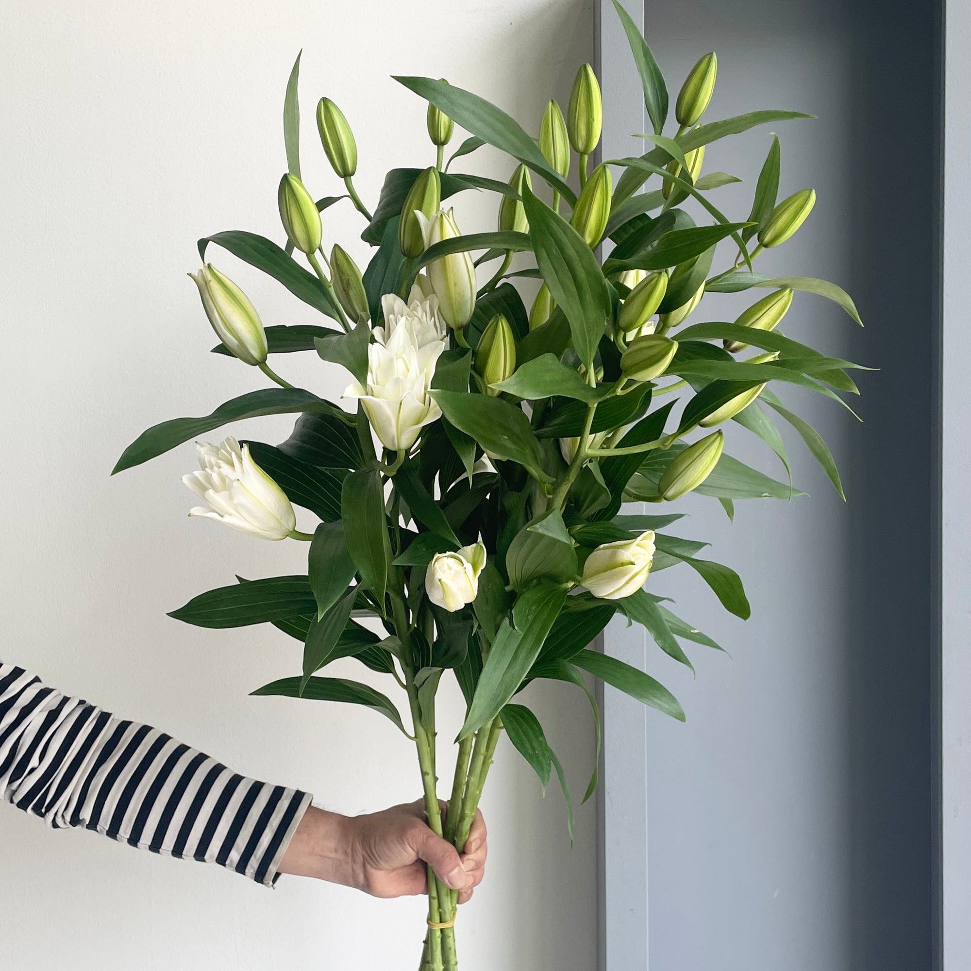 Lilies Oriental - Roselily Angela