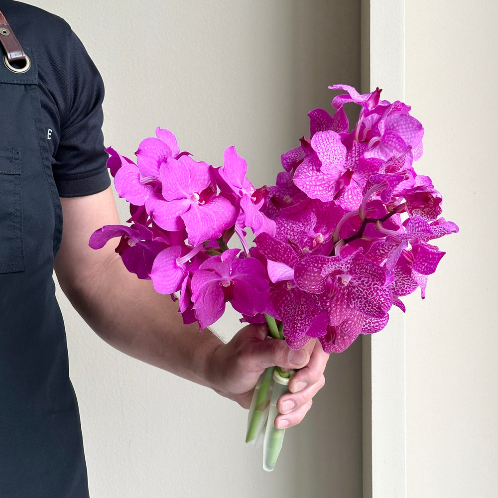 Vanda Orchids - Pink Glitter Mix