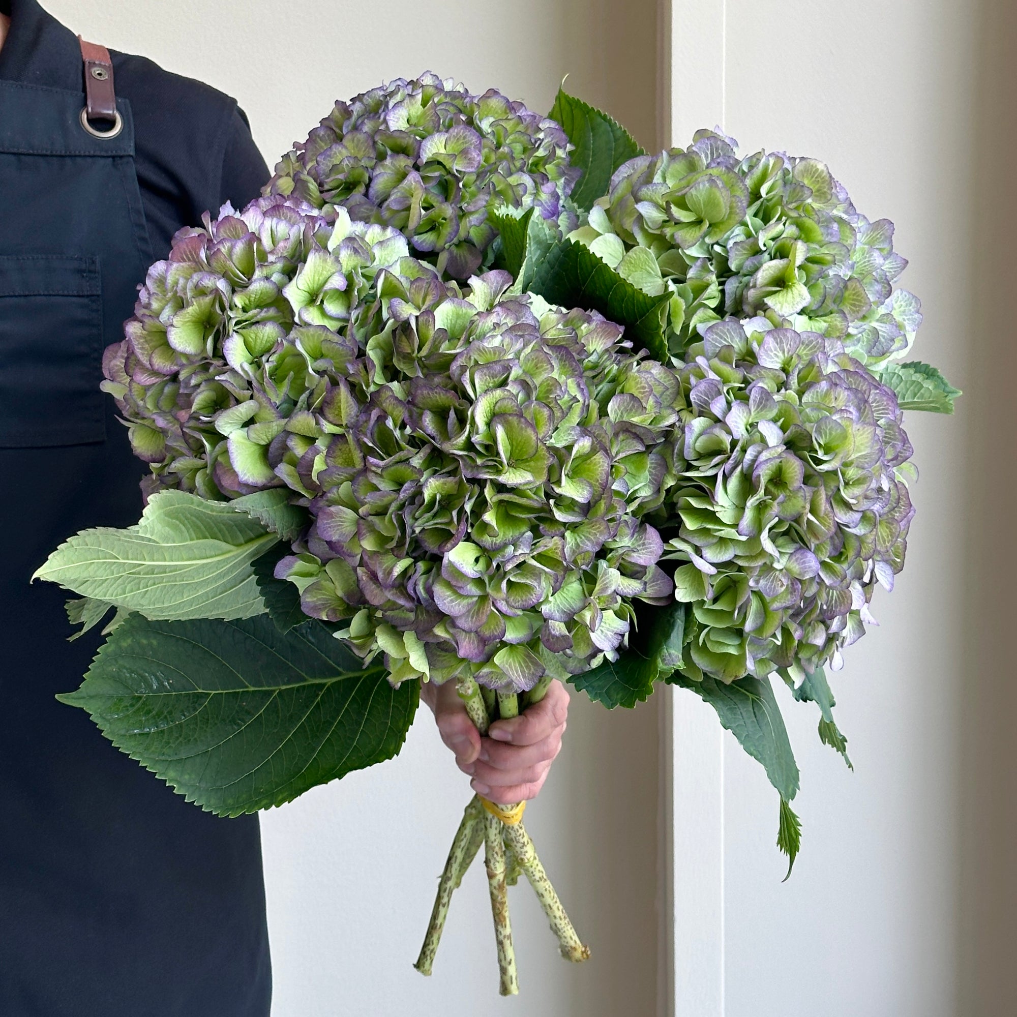 Hydrangeas - Verena Blue Classic
