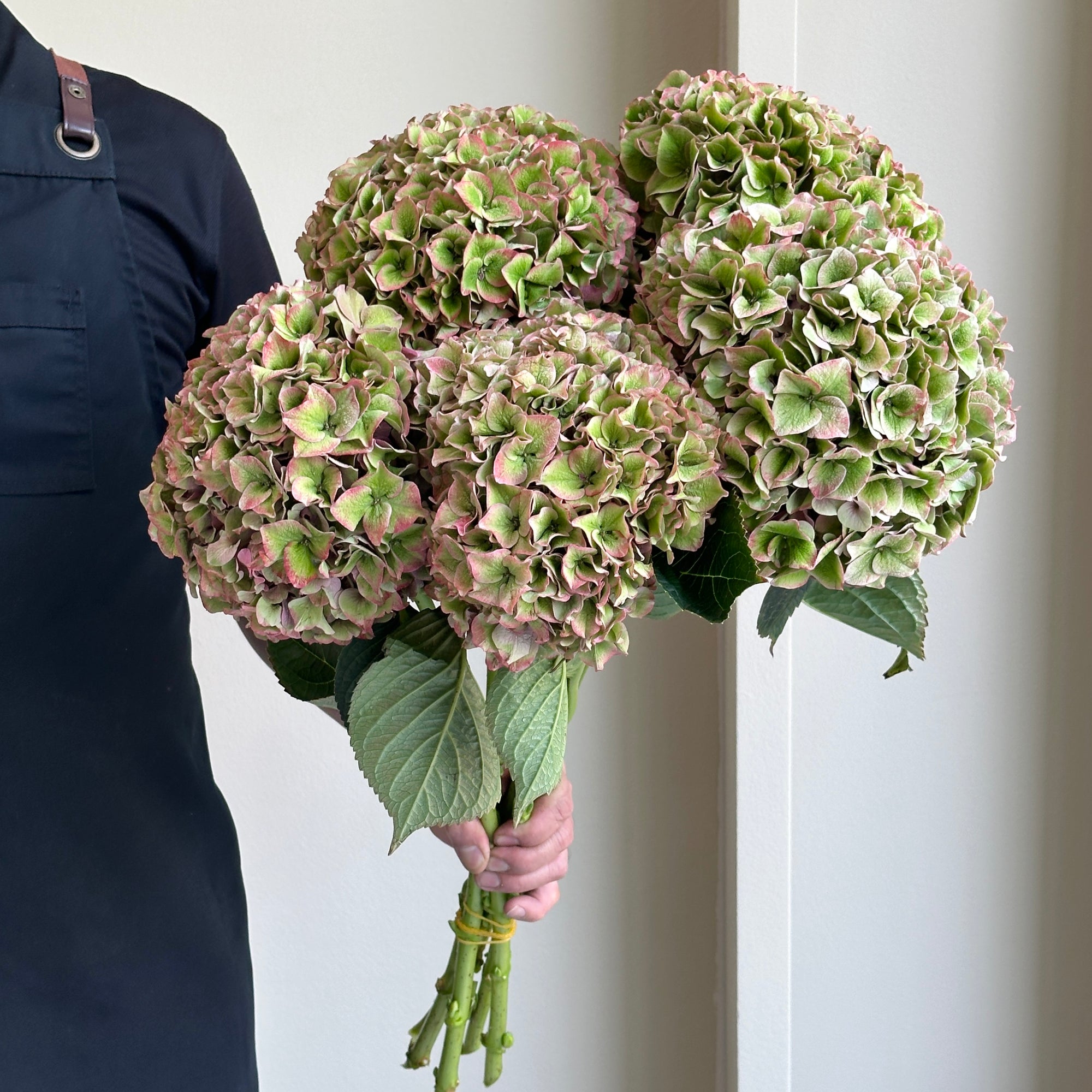 Hydrangeas - Rodeo Classic