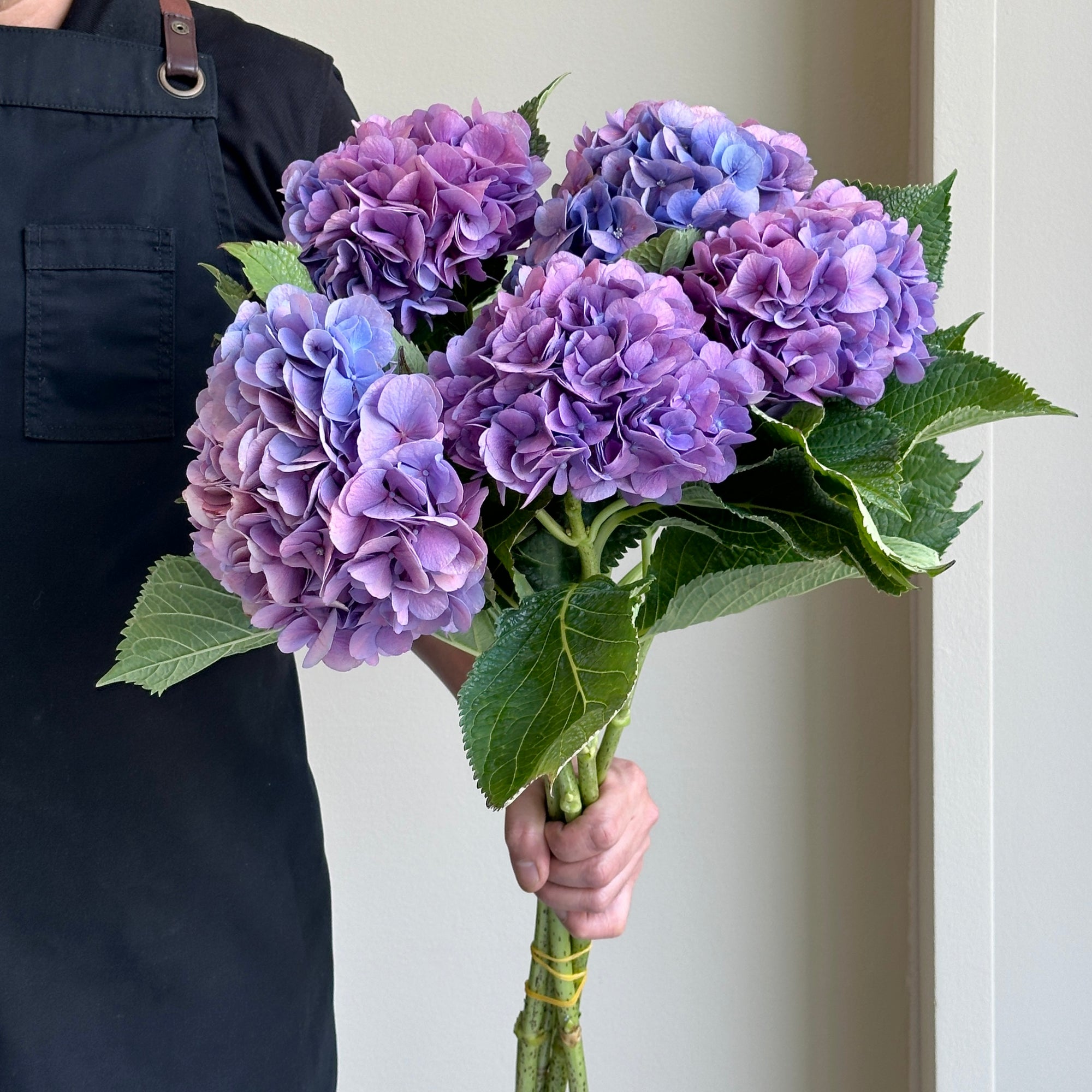 Hydrangeas - Bodensee Rizz