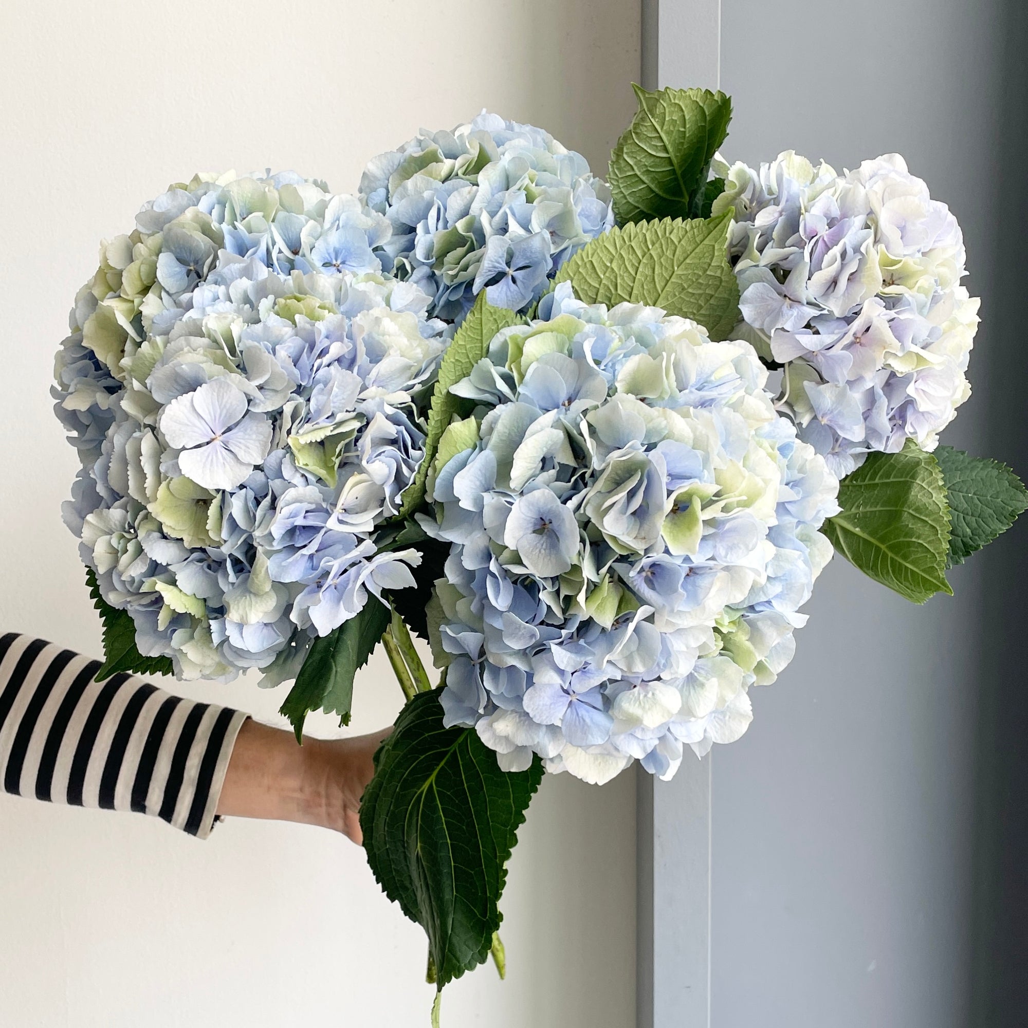 Hydrangeas - Verena Blue