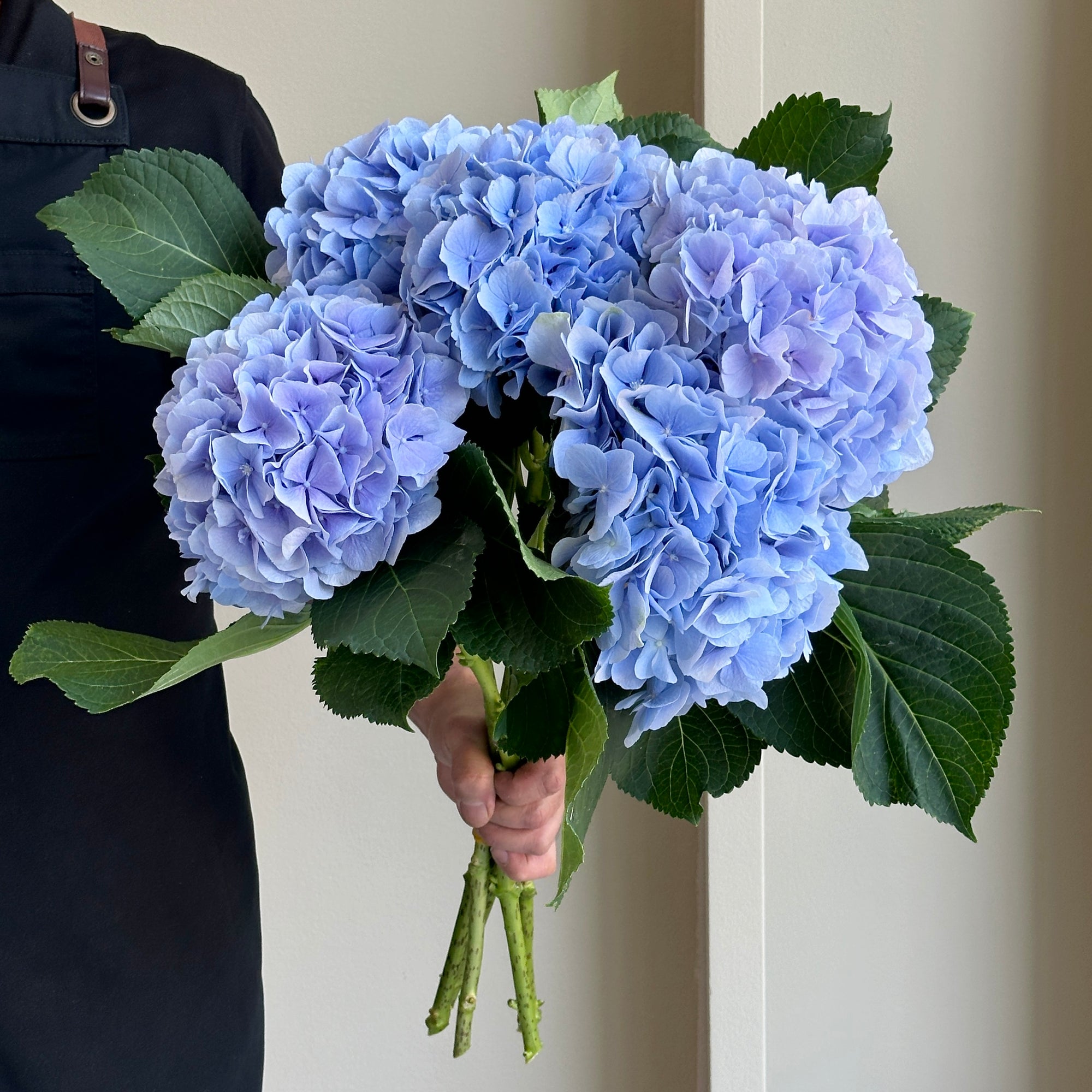 Hydrangeas - Verena Blue