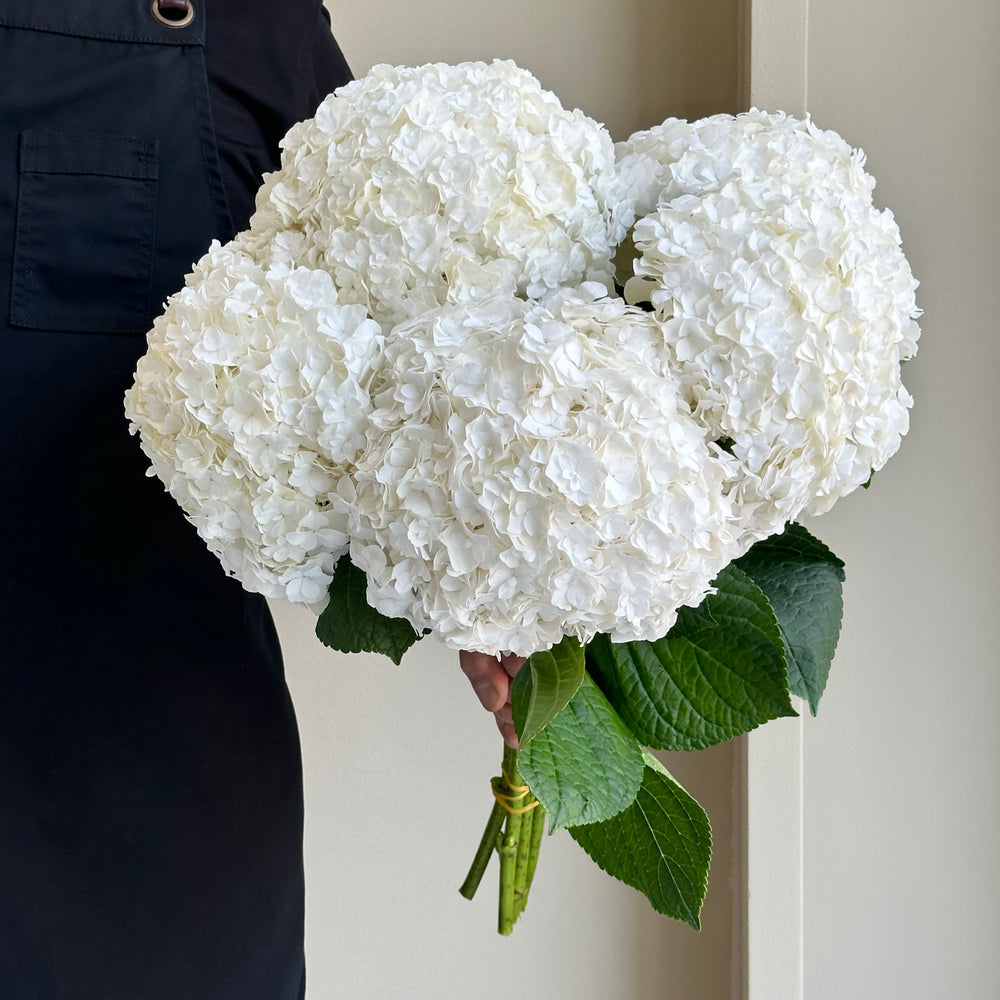 Hydrangeas - Royal Highness White XL