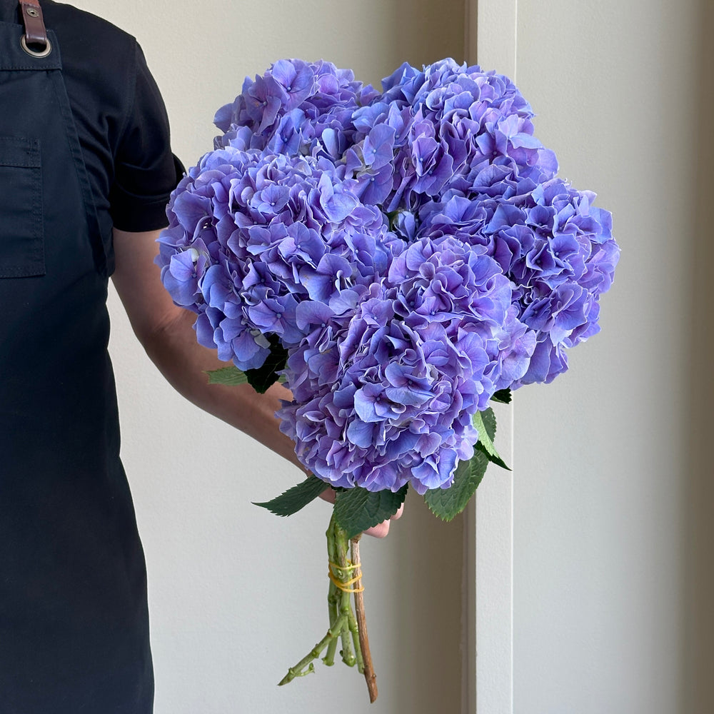 Hydrangeas - Cassanova Purple