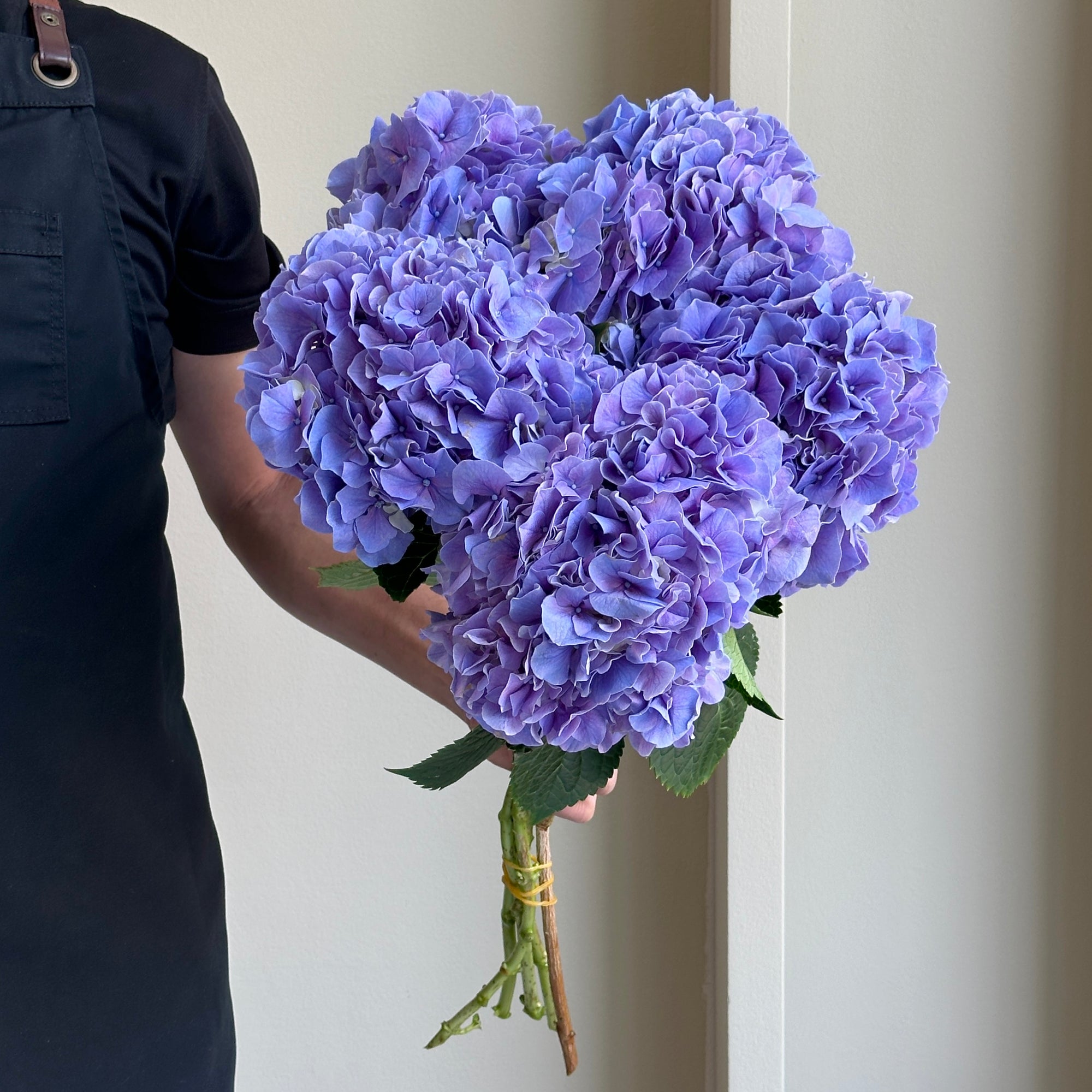 Hydrangeas - Cassanova Purple