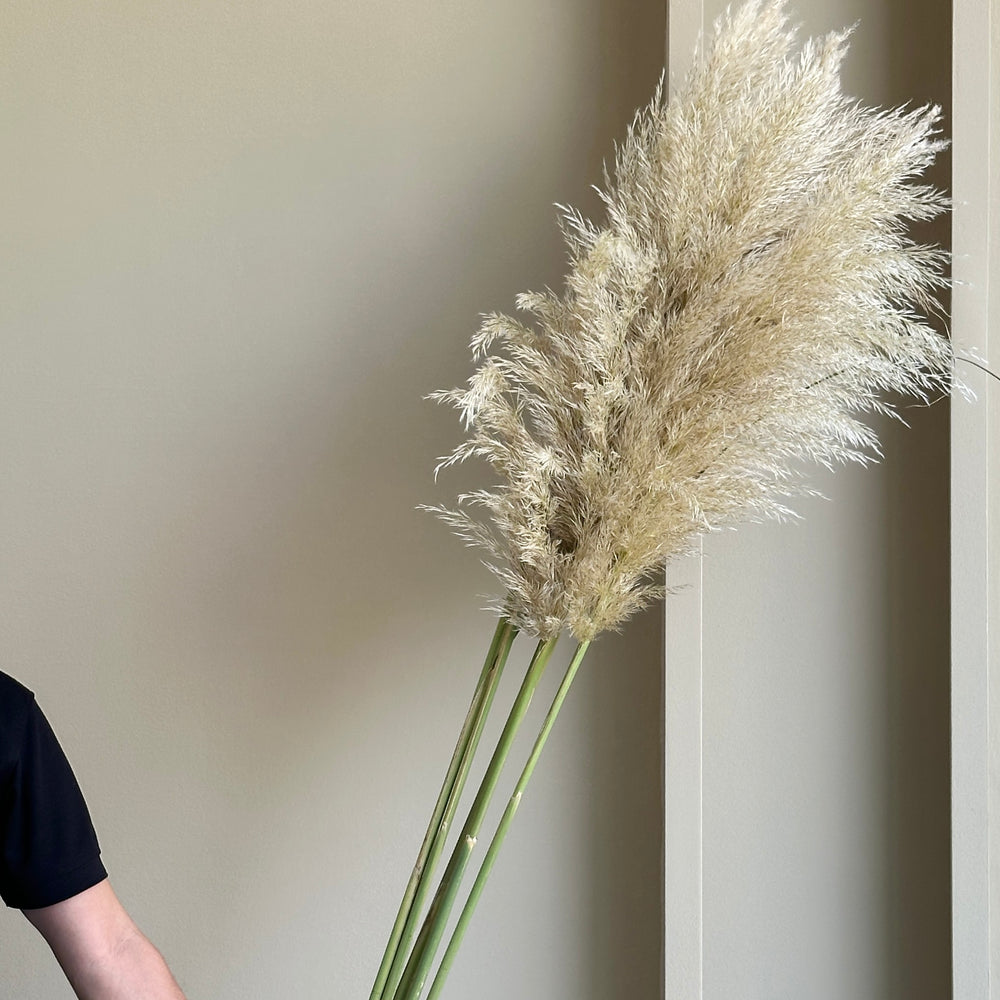Pampas Grass (Cortaderia Silver Mount) (5 stems - 200cm)