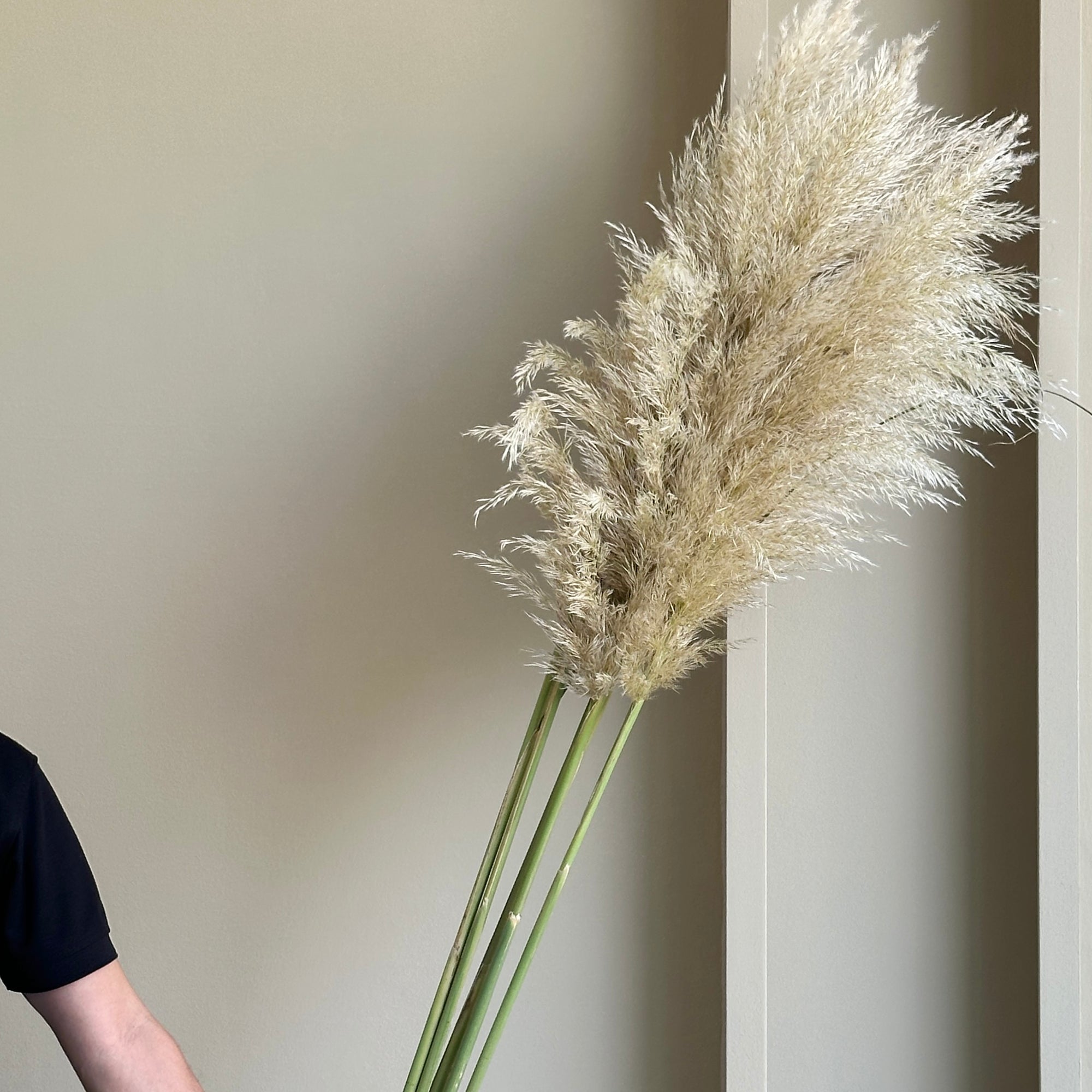 Pampas Grass (Cortaderia Silver Mount) (5 stems - 200cm)