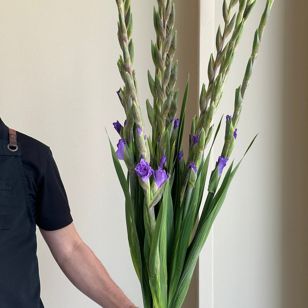 Gladioli - Mauve Muse