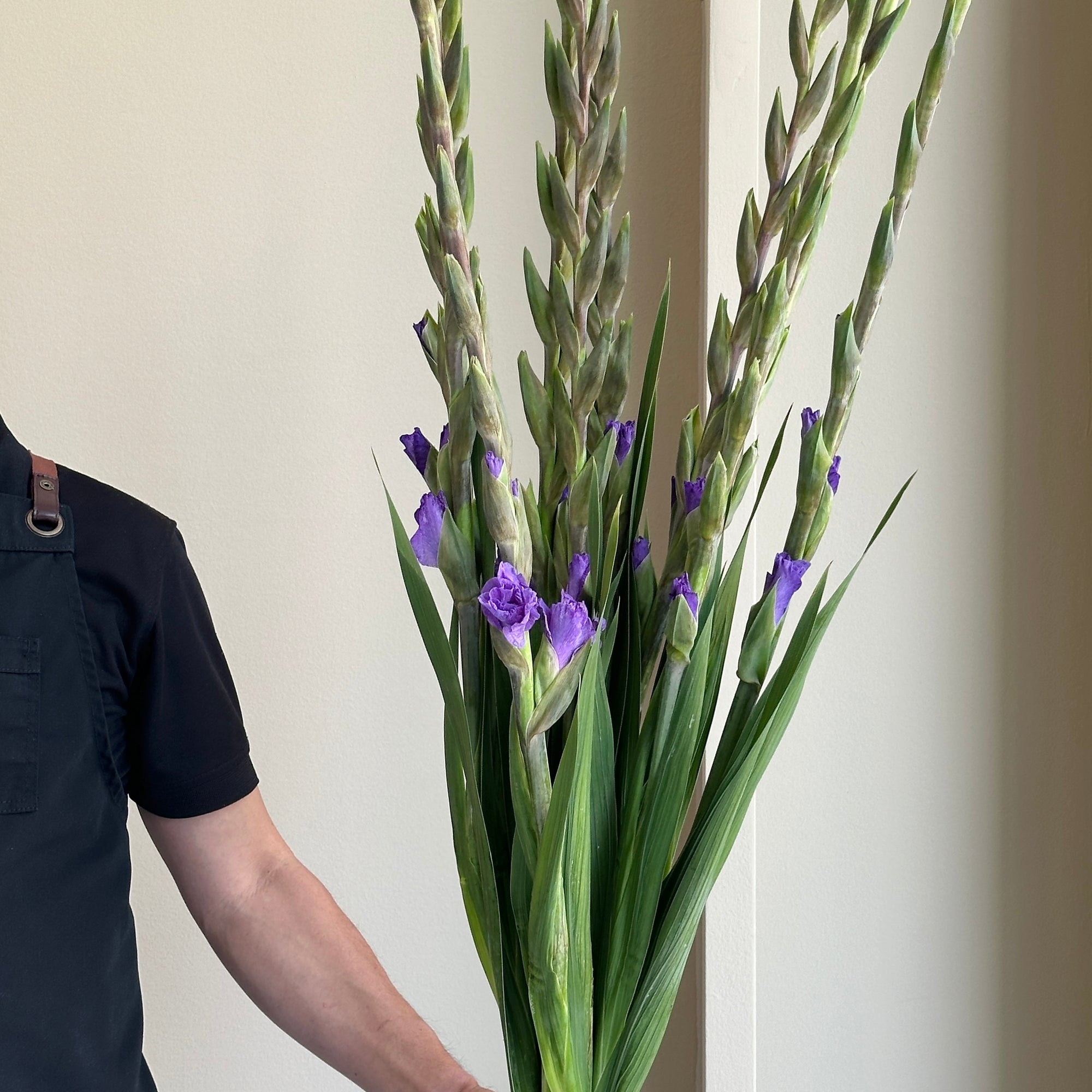 Gladioli - Mauve Muse