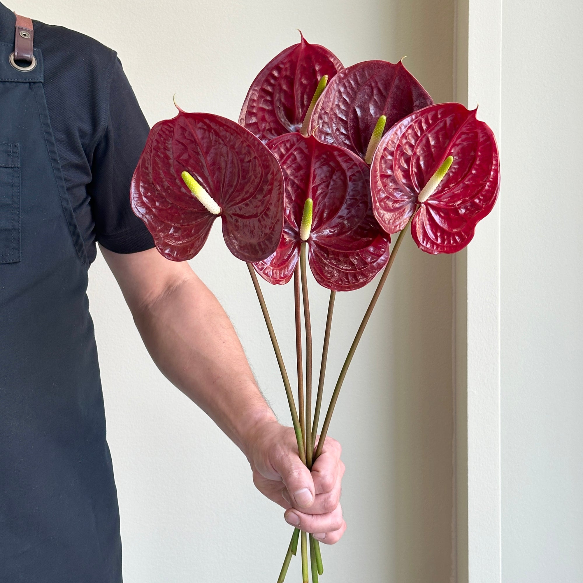 Anthuriums - Tropic Night Red