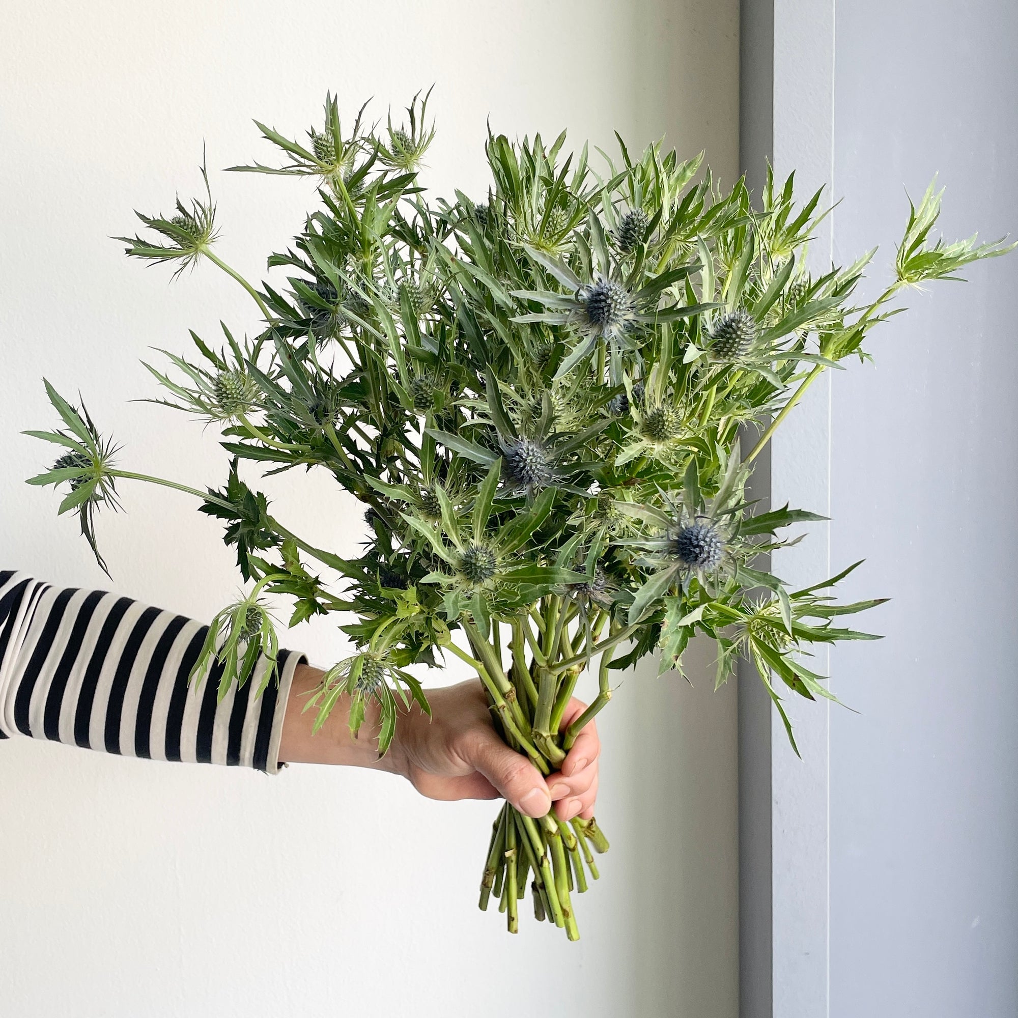 Eryngiums - Jewel Stone Blue (20 stems)