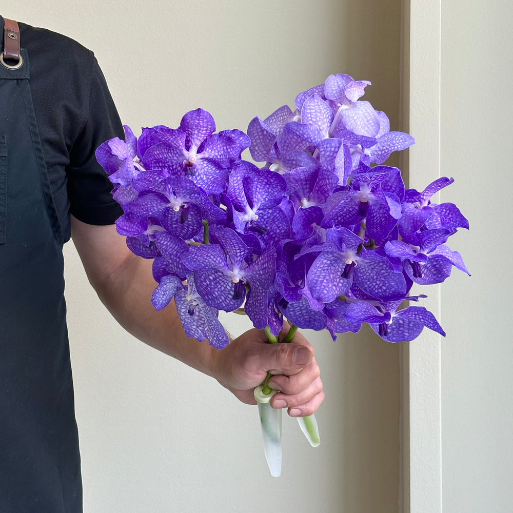 Vanda Orchids - Royal Purple