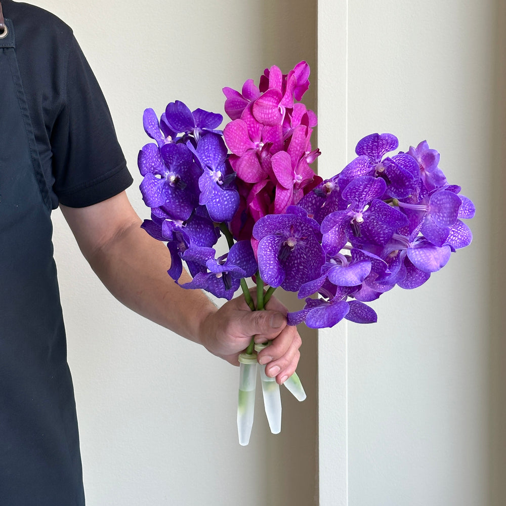 Vanda Orchids - Pink Royale Mix