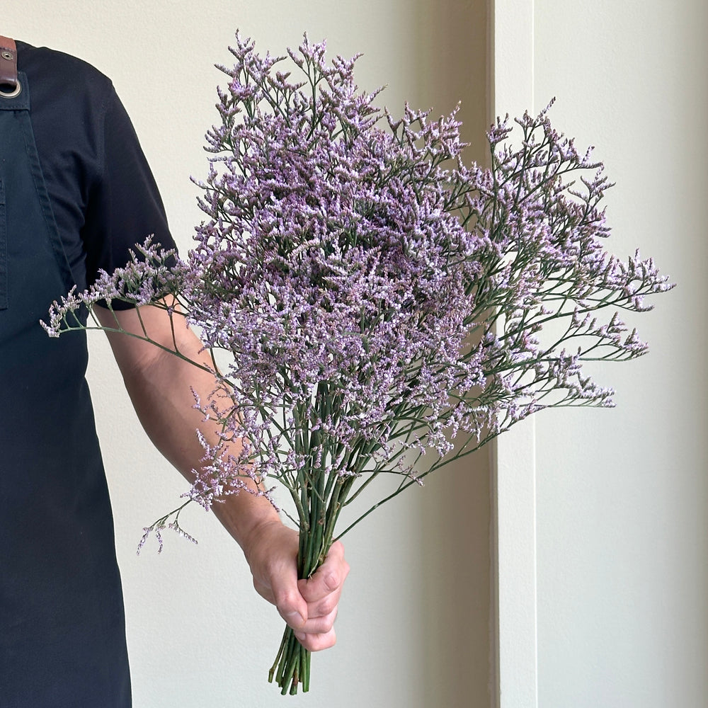 Limonium Safora Lilac