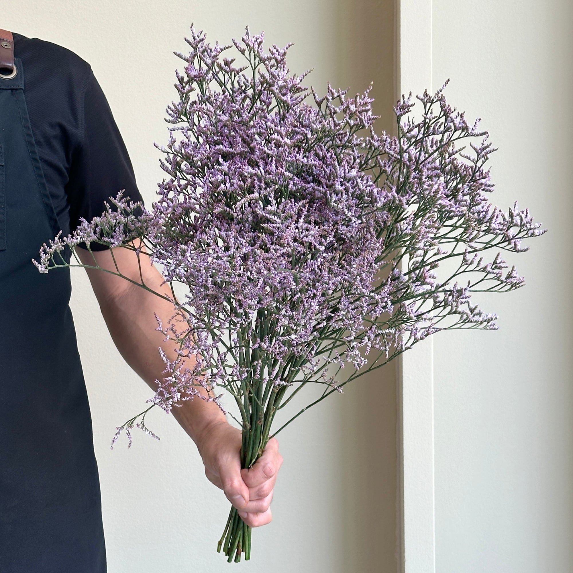 Limonium Safora Lilac