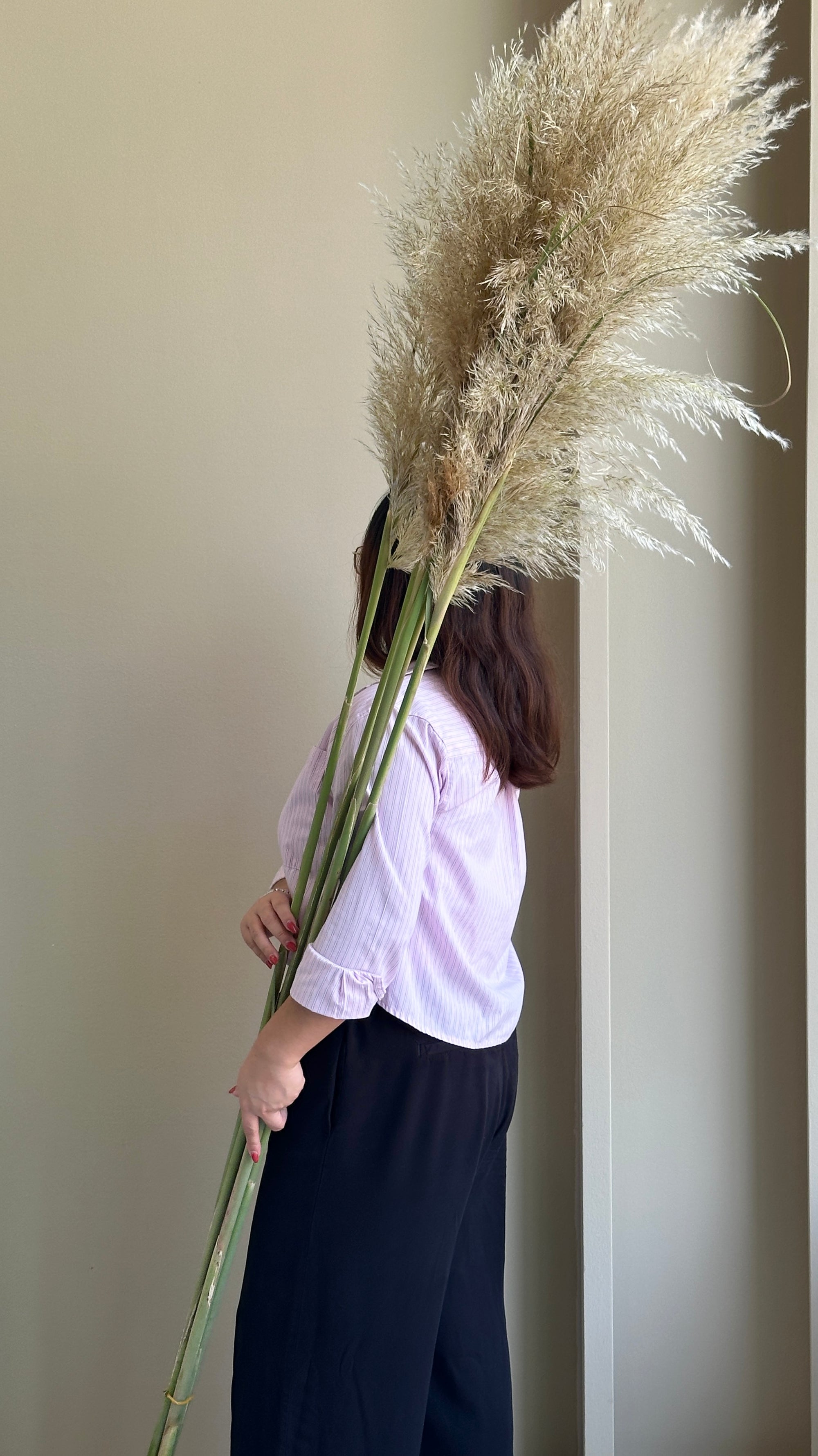 Pampas Grass (Cortaderia Silver Mount) (5 stems - 200cm)