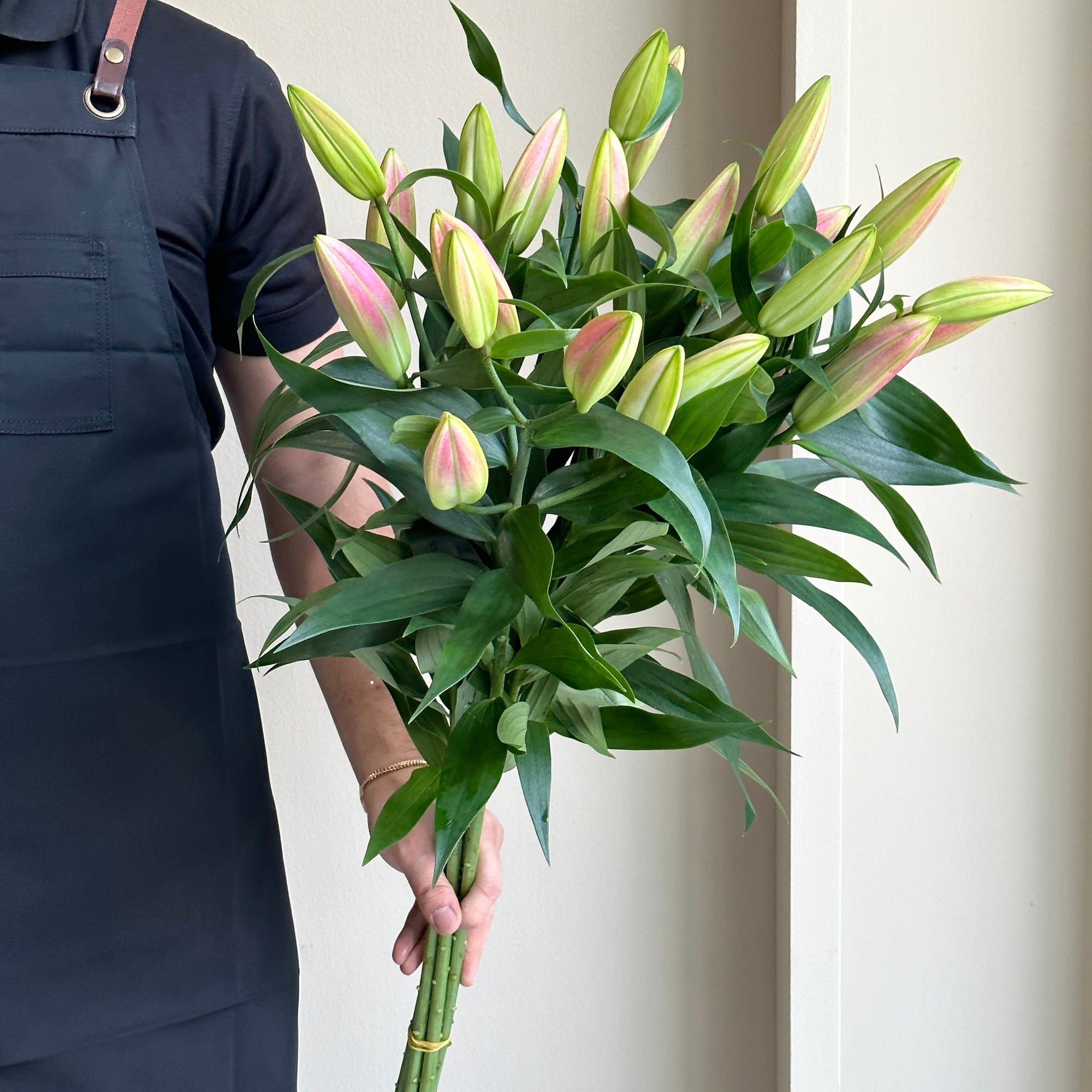 Lilies Orientpet - Tabledance Pink