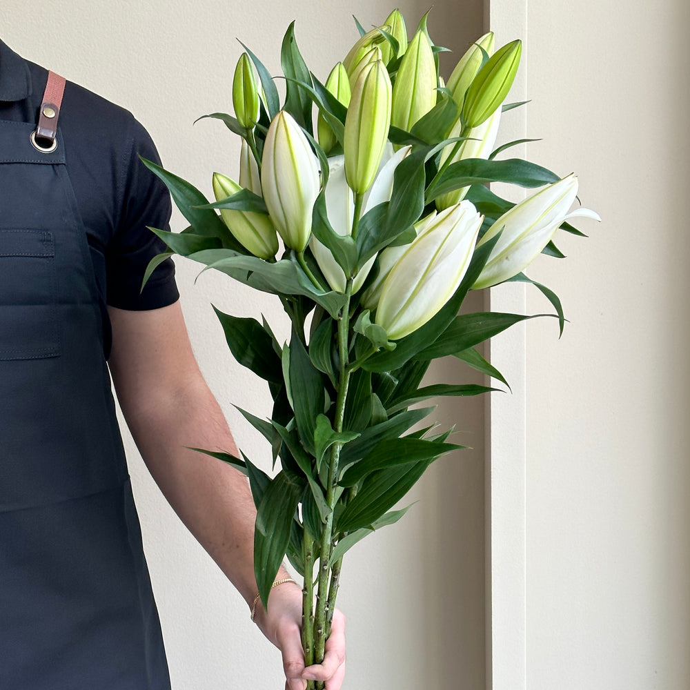 Lilies Oriental - Galibier White
