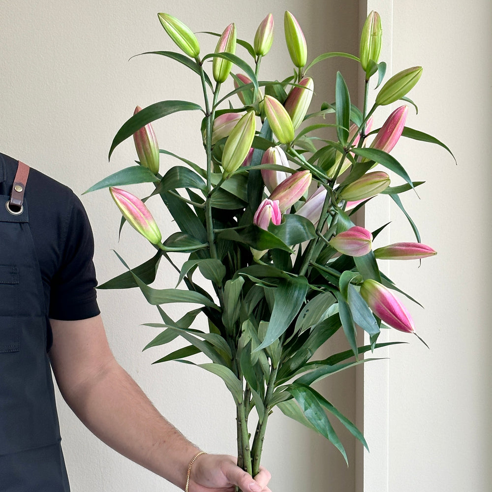 Lilies Orientpet - Maldano Pink