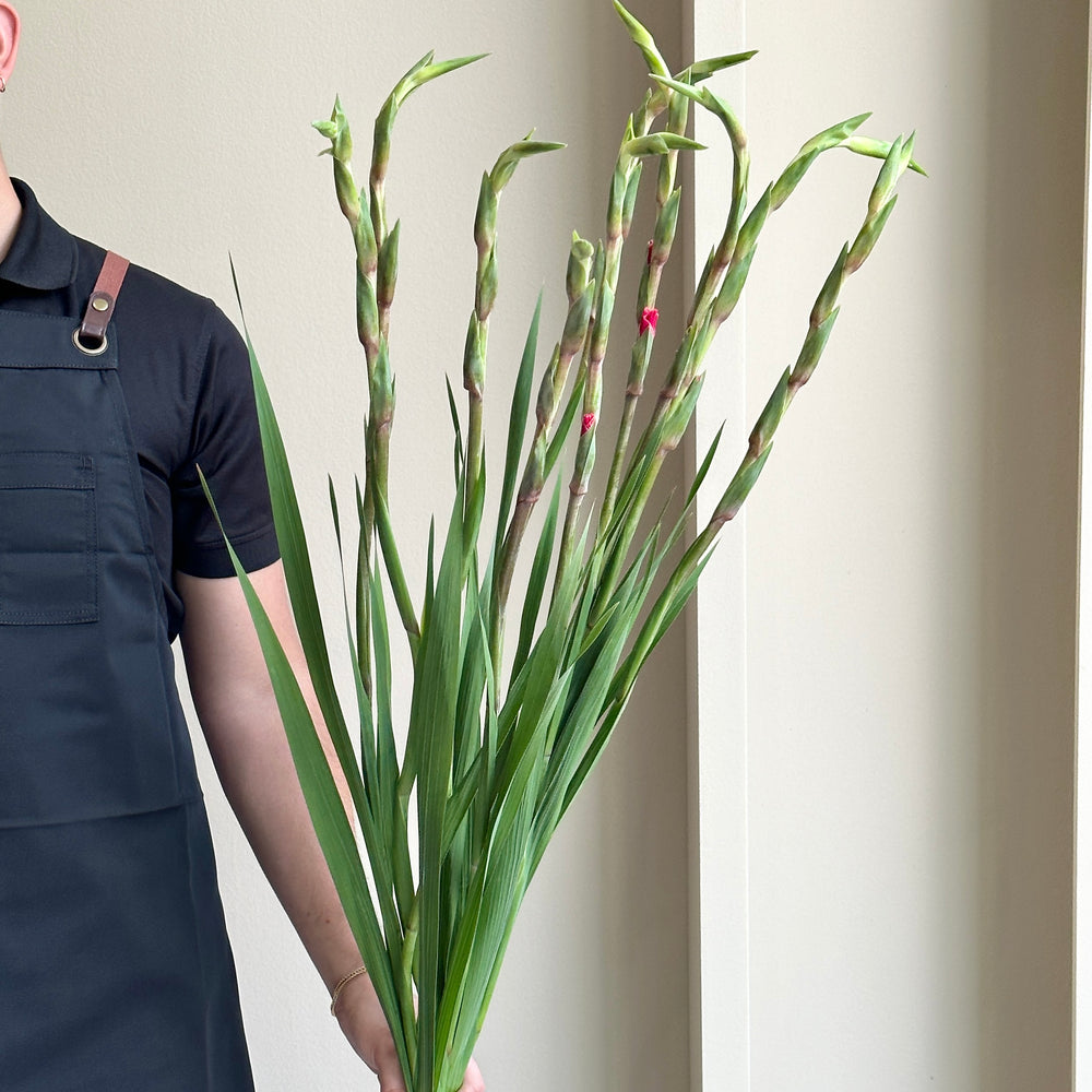 Gladioli - Cantate Pink